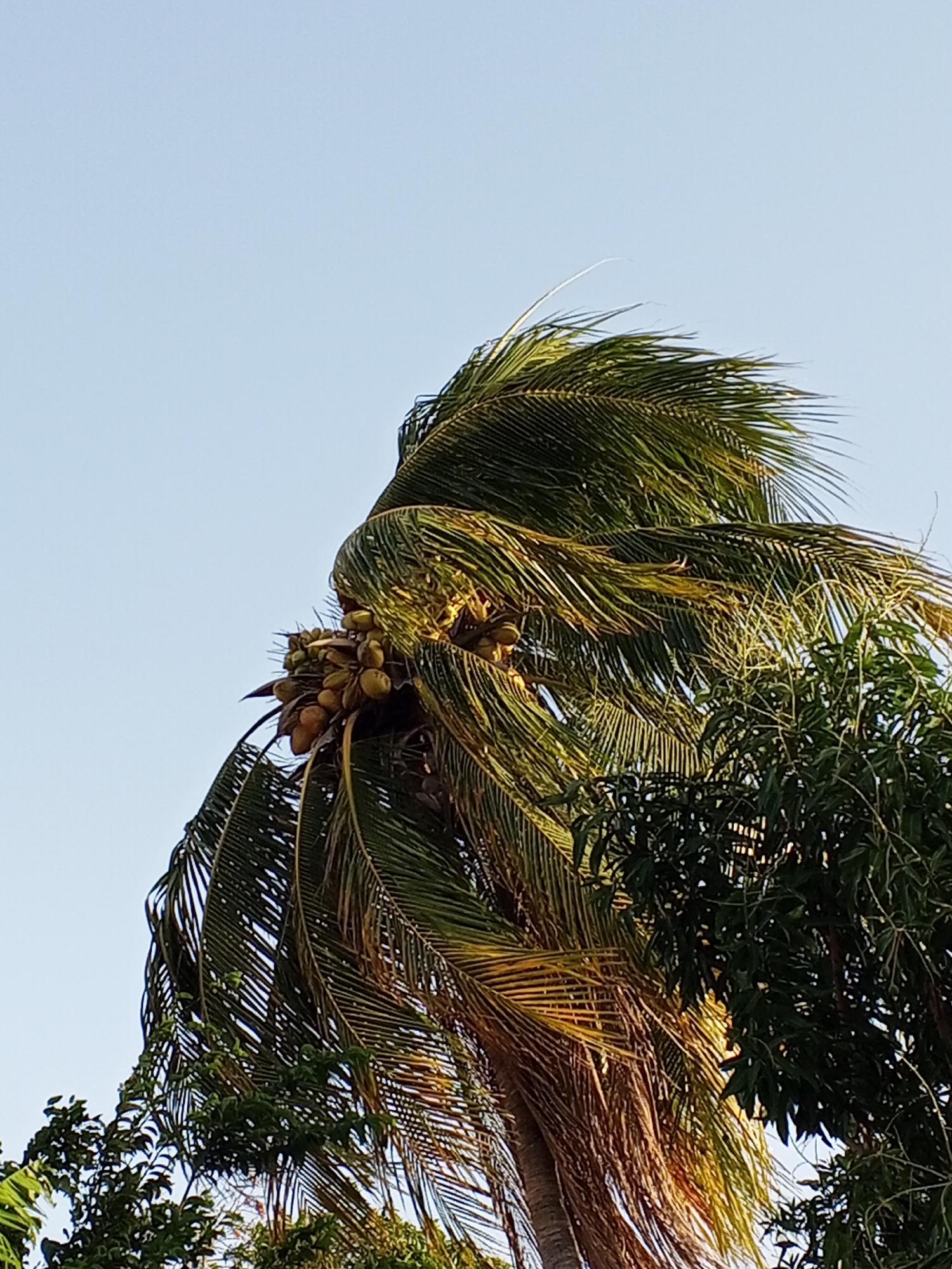 Here is a detailed description of the image:
The image captures a low-angle view of a coconut palm tree laden with coconuts against a clear, pale blue sky. The palm's fronds are lush green and swaying, suggesting a gentle breeze. Some of the fronds appear to be turning yellow or brown, indicating maturity or potential stress. A cluster of young, green coconuts is visible at the crown of the tree, some showing a slight yellowish hue. The tree's trunk is thick and textured, rising from behind dense foliage of another tree with dark green leaves. The overall scene conveys a tropical or subtropical environment, with the blue sky highlighting the freshness and vibrancy of the natural elements.
