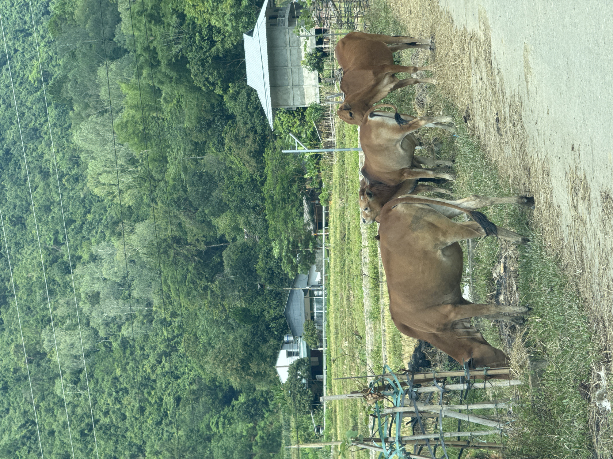 The image presents a rural landscape in Mường Kim, Vietnam, captured during the daytime under clear natural light. The scene depicts several brown cows by the side of a road, with a backdrop of lush green mountains and scattered buildings.
In the foreground, a light-colored dirt or gravel road occupies the right side of the frame. To its left, a grassy verge supports at least four brown cows of varying shades, from light tan to reddish-brown. The cows are mostly positioned sideways or with their backs towards the viewer, appearing to graze or stand calmly. One cow in the immediate foreground has its head lowered, suggesting it is eating grass. A low, rustic fence structure made of wooden posts and blue/green plastic strapping is partially visible in the bottom left corner.
The midground features additional green grassy areas and sparse trees. Further back, several simple, rural buildings with light-colored walls and corrugated metal roofs are nestled among the trees, suggesting human habitation.
The background is dominated by densely forested hills or mountains, showcasing a rich, verdant canopy of various shades of green foliage. Multiple utility lines, likely power lines, stretch horizontally across the middle and upper parts of the image, traversing the treeline. The overall impression is one of a serene, pastoral environment within a mountainous region, indicative of a rural Vietnamese setting. No visible text is present in the image.