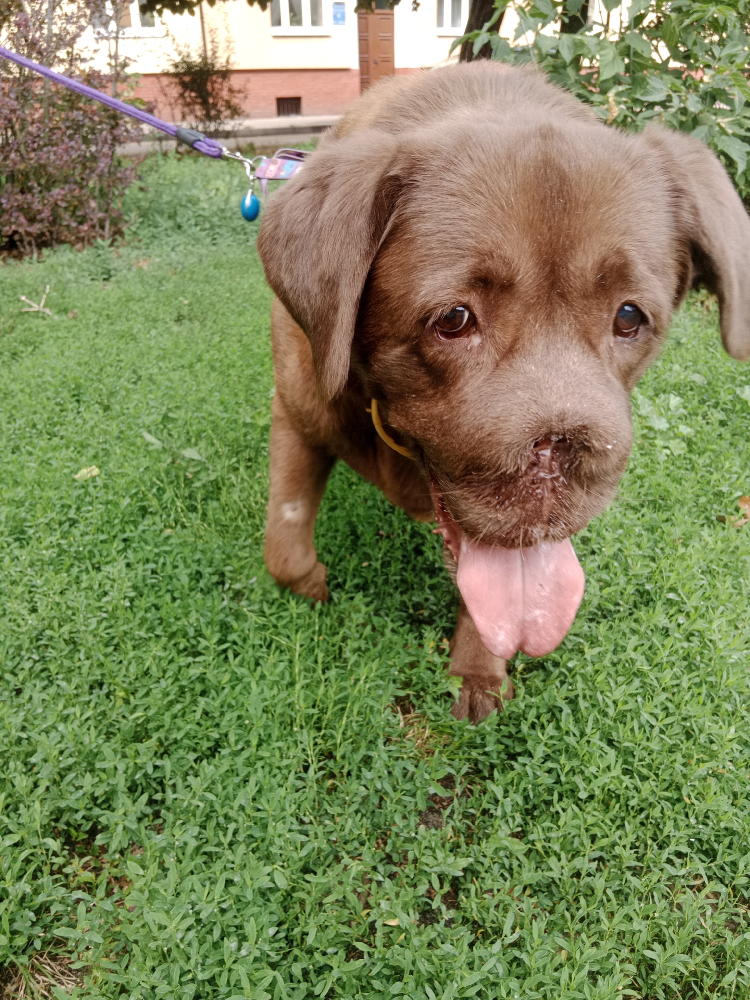 A brown Labrador puppy with its tongue hanging out stands on a lush green lawn. The puppy is wearing a yellow collar and a purple leash is attached to its harness, with a small blue charm dangling from it. In the background, a building with brick and white elements is visible, along with some greenery and trees. The scene appears to be in a residential area of Bydgoszcz, Poland, likely a park or a backyard. The lighting suggests it is daytime.
