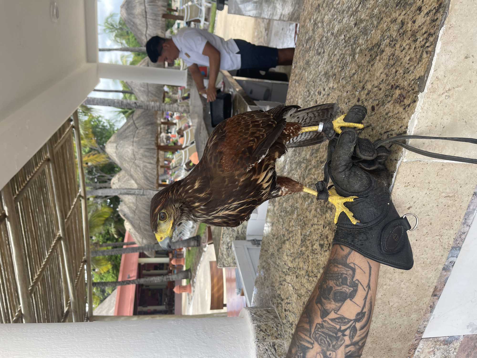 A bird of prey, possibly a Harris's Hawk, stands on a gloved hand with a tattoo on the arm in a resort in Playa del Carmen, Mexico. The resort includes thatch umbrellas, lounge chairs and a man in a white shirt working at a bar.