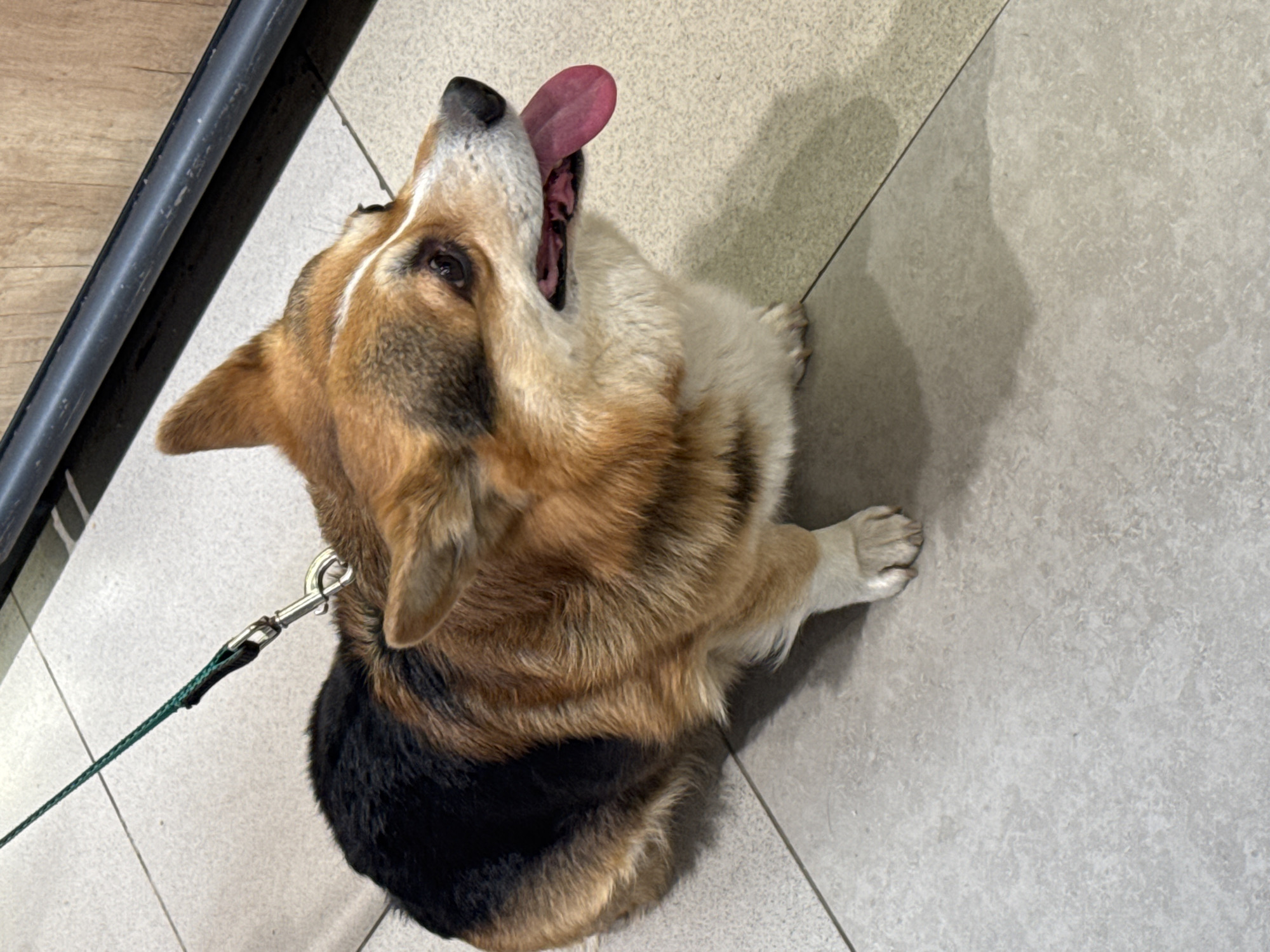 A tan, black, and white Corgi is panting, with its mouth open and tongue extended, on a gray tile floor next to a dark gray pipe. The dog is wearing a leash and is angled towards the upper left of the image.