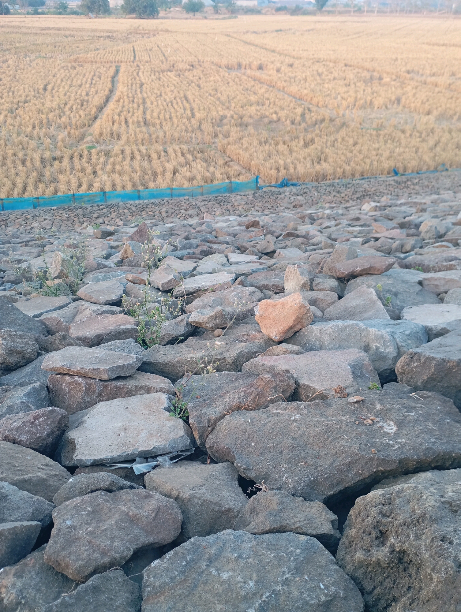 The image depicts a rocky embankment leading towards a dry agricultural field. The field, appearing to be harvested wheat or a similar crop, shows distinct rows and a path winding through it. A thin blue barrier runs along the edge of the field, separating it from the embankment. The embankment itself is densely covered with large, irregularly shaped gray and reddish-brown stones of varying sizes. Sparse green vegetation, including small plants with delicate white flowers, grows between the rocks. The sky is overcast, casting a soft light on the scene. No people or animals are visible. The location is identified as Haurkolot, Indonesia.