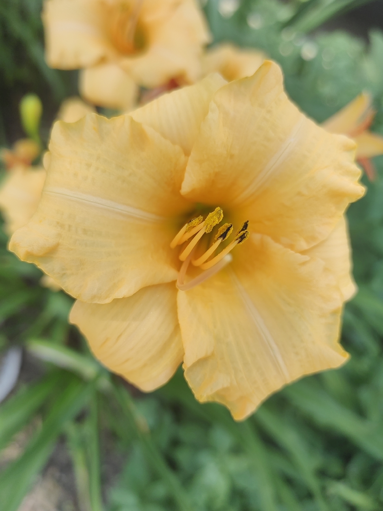 The image is a close-up of a bright yellow daylily flower in full bloom, with its petals unfurled and stamens prominently displayed in the center. The flower is the main subject and occupies most of the frame. The background consists of soft green foliage, also out of focus, suggesting a garden setting. There are hints of other flowers, slightly blurred, in the background. The lighting appears natural, highlighting the texture and subtle variations in the yellow petals. The image does not contain any people or specific identifiable landmarks that would indicate a particular location in Hrodna, Belarus.