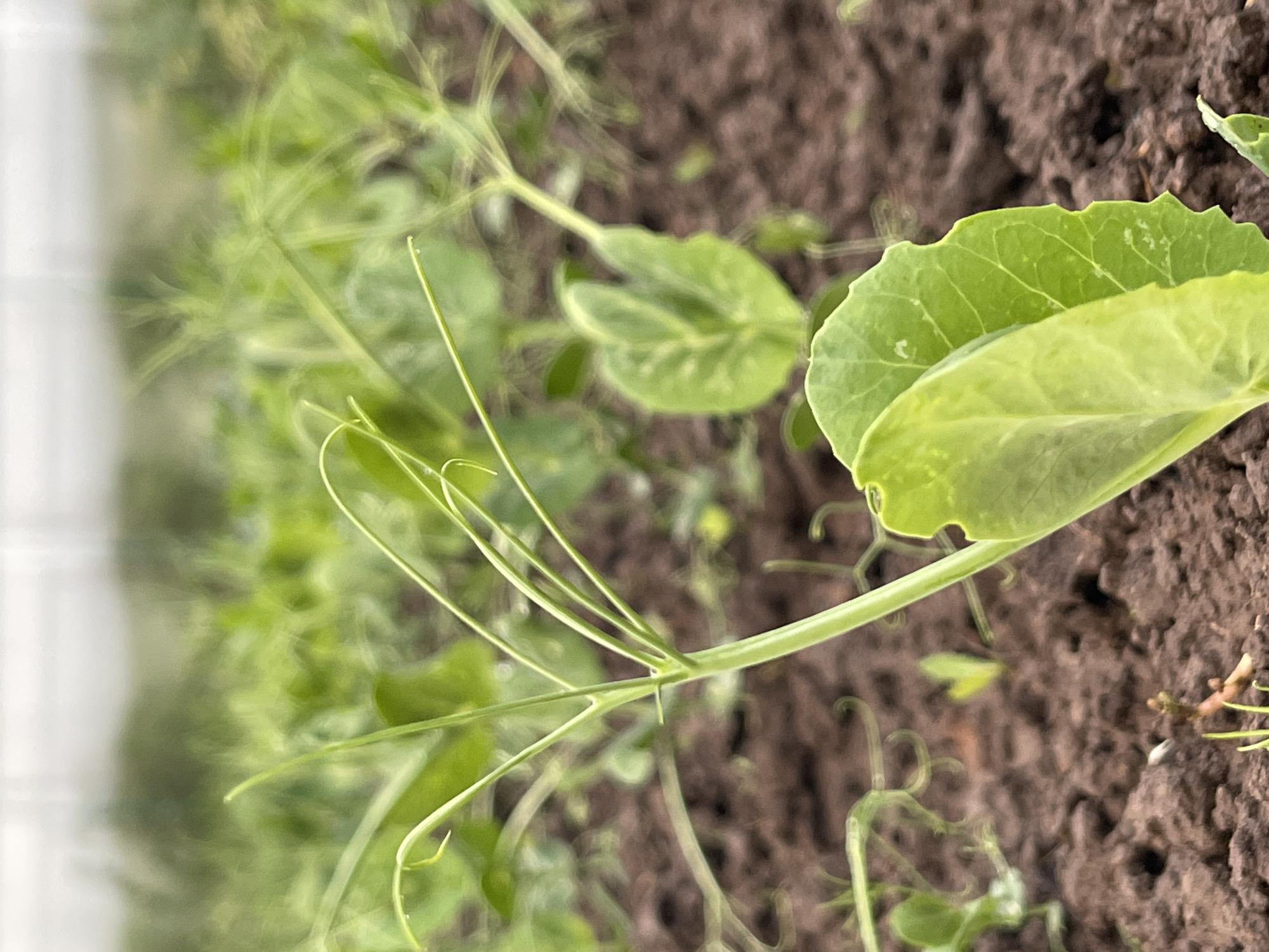 A close-up, low-angle photograph depicts a healthy, vibrant green pea plant emerging from dark brown, clumpy soil in Unknown, Unknown. The plant's central stem is prominent, leading to multiple slender, light green tendrils that extend and gently curl at their extremities. Two broad, rounded, bright green leaves with visible venation and slightly uneven edges are positioned in the lower-right foreground. Minute water droplets are visible on the tendrils and leaf surfaces. The background features a densely blurred expanse of green foliage, likely more plants, under a diffused, light-colored sky or translucent roofing. No individuals or animals are present.