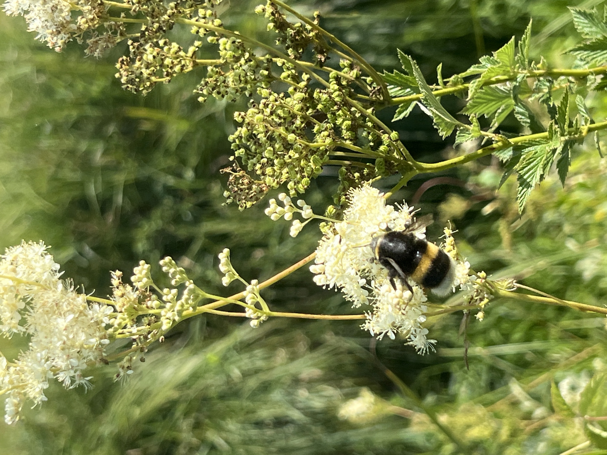 A bumblebee, identified by its black and yellow stripes, is visible on a cluster of small white flowers in the foreground. The bee is positioned on the right side of the frame, facing left and appearing to be feeding. The flowers are delicate and feathery, with thin stems. Behind the flowers and bee, the background consists of blurred green foliage, suggesting an outdoor natural setting. The lighting indicates a sunny day. The image was taken in Moosburg, Germany.