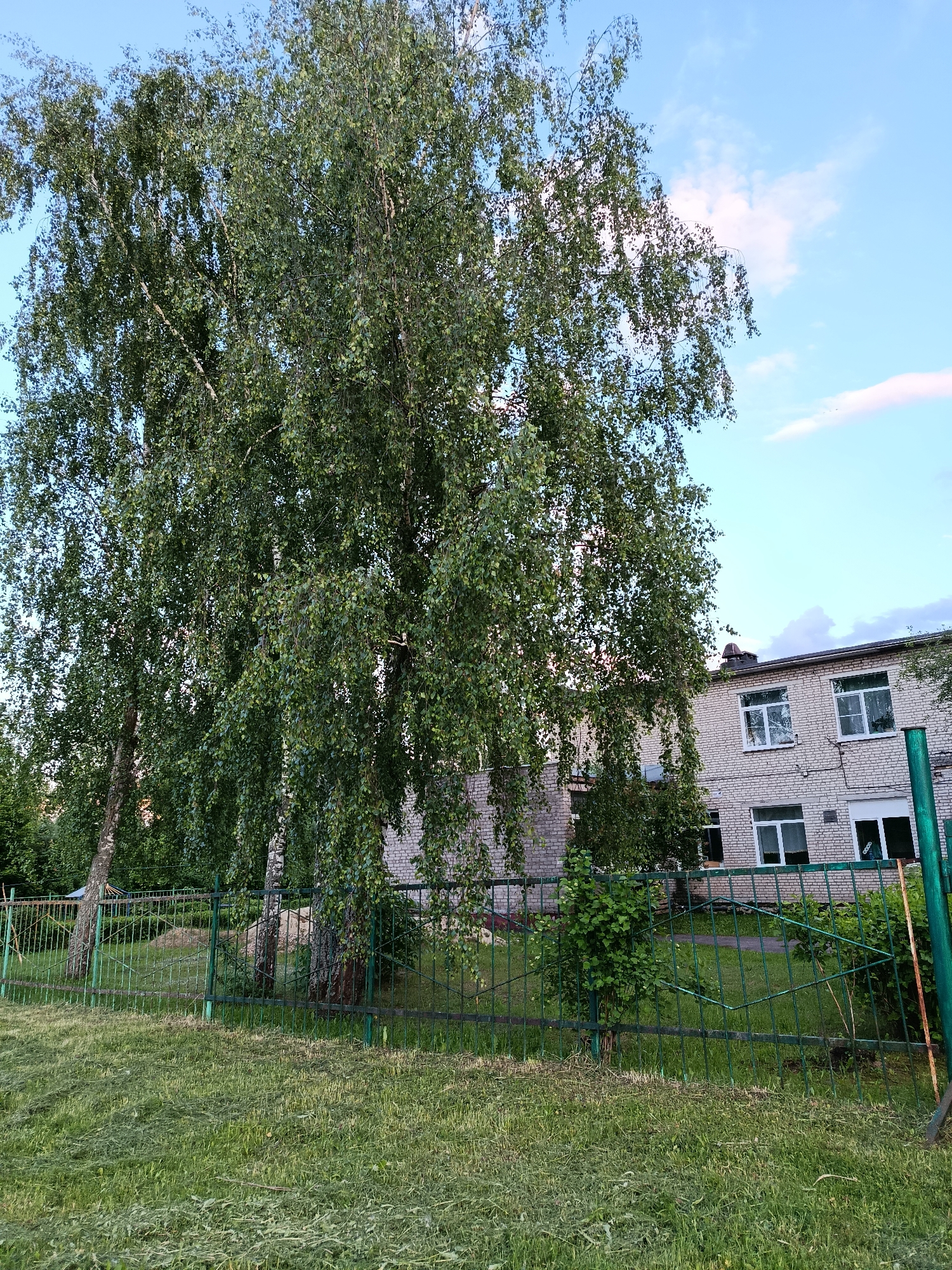 The image captures an outdoor scene, likely a schoolyard or institutional grounds, in Vereya, Russia. The foreground is covered with freshly mown green grass. A weathered green metal fence, partially rusted and featuring some diamond-shaped decorative elements, stretches across the middle ground, separating the grassy area from the structures behind it.
Behind the fence, several tall birch trees with their distinctive white bark and abundant green foliage dominate the left and central parts of the frame. Their slender branches, laden with small green leaves, cascade downwards, forming a dense canopy.
To the right and in the background, a two-story building constructed of light-colored bricks is visible. It features multiple white-framed windows, some of which show reflections of the sky. A dark roof with a chimney or vent is visible atop the building.
The sky above is bright blue with scattered white and faint pink-hued clouds, indicating either late afternoon or early evening. The lighting is soft and natural, characteristic of a clear, sunny day. No people or specific activities are visible in the tranquil scene. There is no clearly discernible text on any objects within the image.
