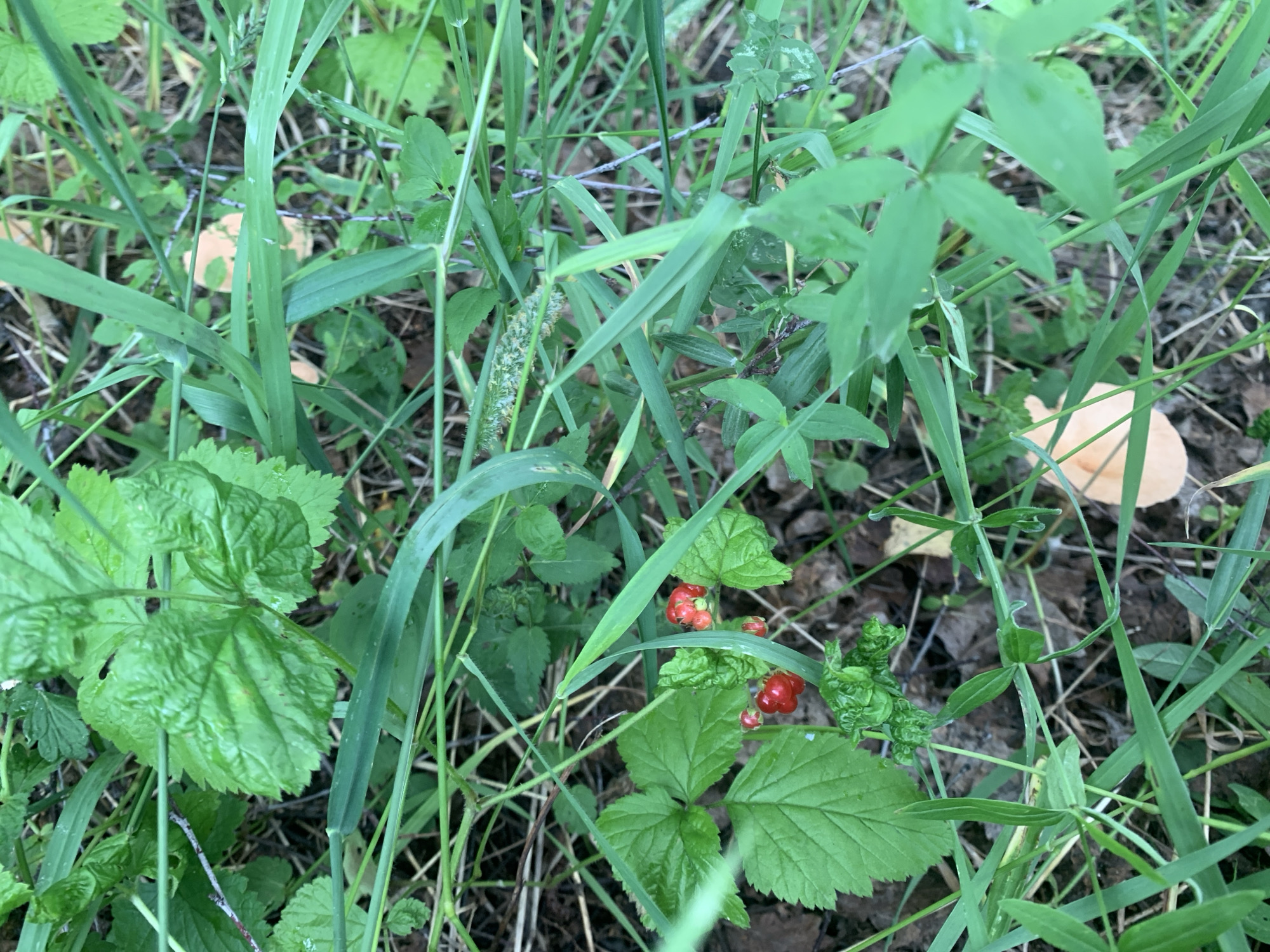The image depicts a close-up view of lush green grass and foliage, indicative of a natural or wild environment. Interspersed within the greenery are several bright red raspberries, suggesting a natural habitat where these berries grow. In the background, out of focus, are what appear to be two light orange-colored mushrooms, partially obscured by the surrounding vegetation. The ground beneath the plants is covered with soil and fallen leaves, further reinforcing the natural setting. The scene is consistent with an outdoor location in a wooded or overgrown area, such as could be found in or around the city of Mar'evka, Russia, known for its natural landscapes. There are no people or discernible structures visible in the image.