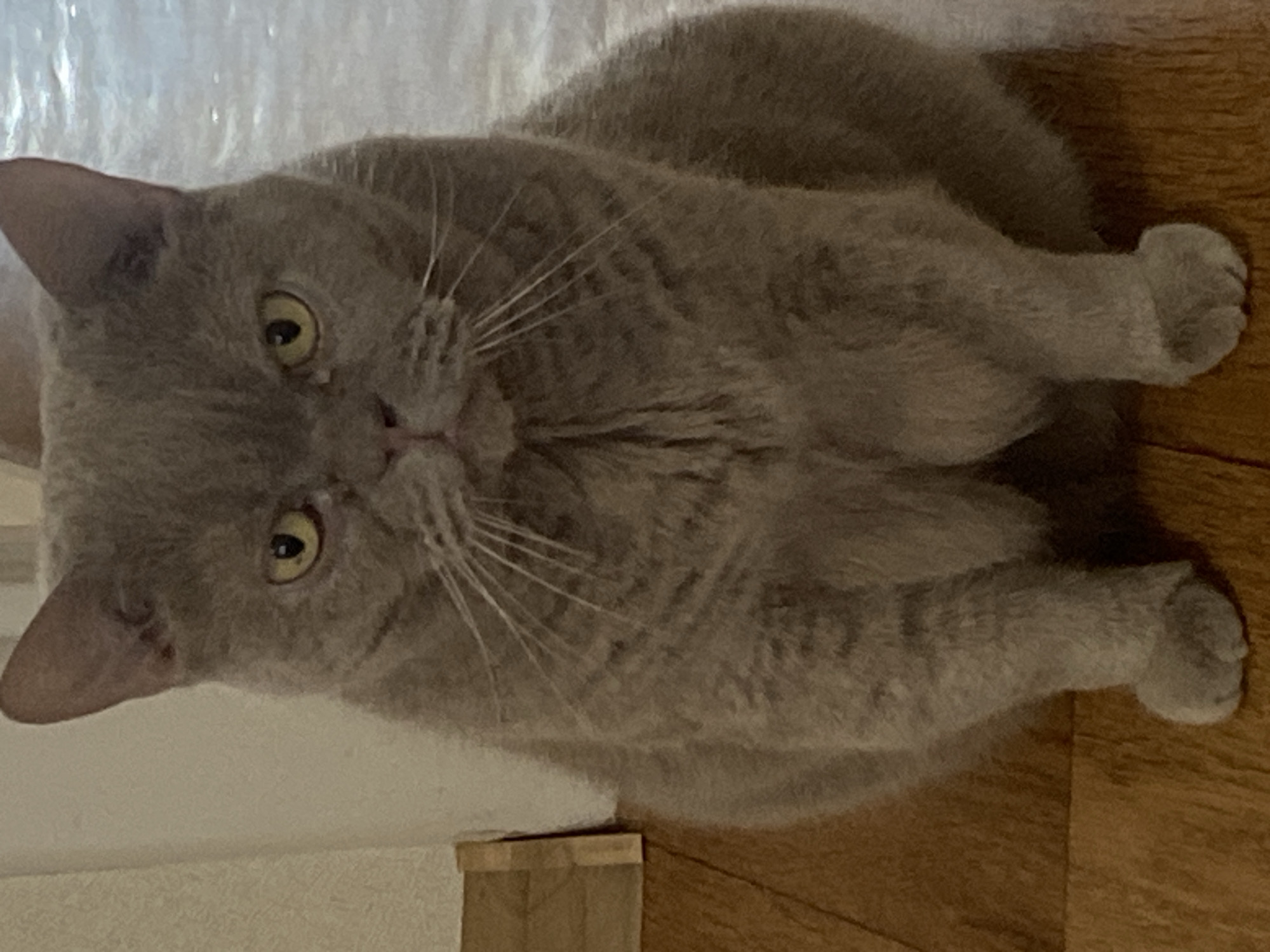 A British Shorthair cat with gray fur sits facing forward on a wooden floor. The cat has large, round yellow eyes and a round face with prominent whiskers. The background is blurry and appears to be indoors, with a textured wall on the left and a lighter, possibly tiled or linoleum surface on the right. The cat is positioned in the center of the frame, with its front paws visible on the wooden floor.