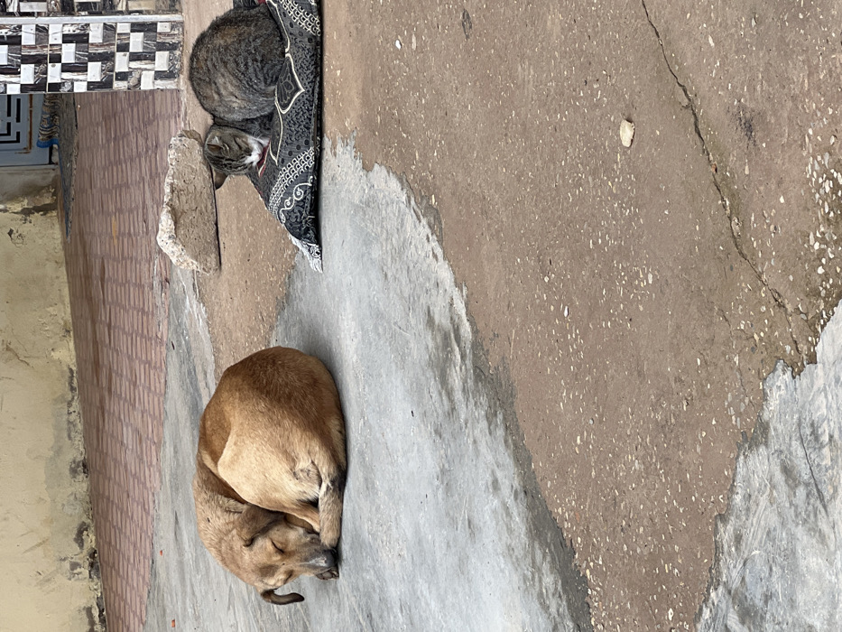The image depicts an outdoor urban scene in Khemisset, Morocco. In the foreground, a tan-colored dog is curled up and asleep on a light gray concrete surface. To its right, slightly further back, a gray tabby cat is also asleep, resting on a dark gray pillow with a red and white geometric pattern. The ground transitions from the light gray concrete in the foreground to a reddish-brown aggregate surface behind the cat. In the background, a faded yellow-beige wall with a section of reddish-brown paving stones is visible. A square column tiled with black and white checkered patterns stands on the far right, adjacent to a dark blue metal door or gate. A light-colored rock rests on the ground behind the cat's pillow. No people are present.