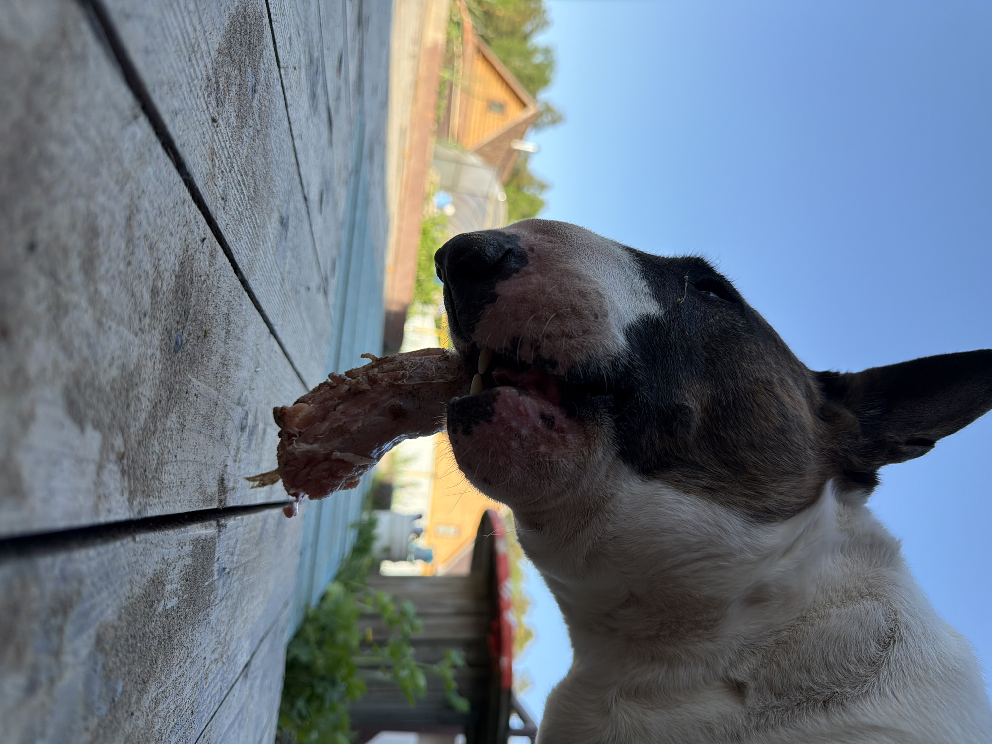 A low-angle, close-up image shows a white and brown bull terrier dog eating a large, raw bone on a weathered wooden deck. The dog is positioned facing the right, with its head angled upward. A portion of its white chest is visible at the bottom of the frame. In the blurred background, elements of a residential area are discernible, including a wooden house or building with a visible roof. The clear blue sky suggests the image was taken during the day. The location is identifiable as Chaikovsky, Russia.