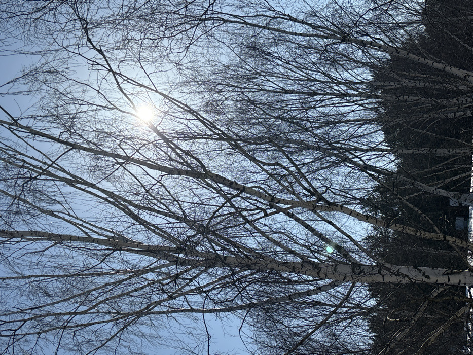 This image, captured in or near the city of Chaikovsky, Russia, depicts a natural outdoor scene dominated by numerous bare deciduous trees, primarily birches, under a clear blue sky. The sun is positioned in the upper right quadrant, emitting a bright starburst effect and lens flare through the leafless branches. The birches feature distinctive white bark with dark markings, and their intricate, dark branching structures are silhouetted against the sky. In the lower background, a dense line of darker evergreen trees is visible, with patches of white ground cover, consistent with snow, present at the very bottom. There are no discernible people, man-made objects, or specific actions depicted.