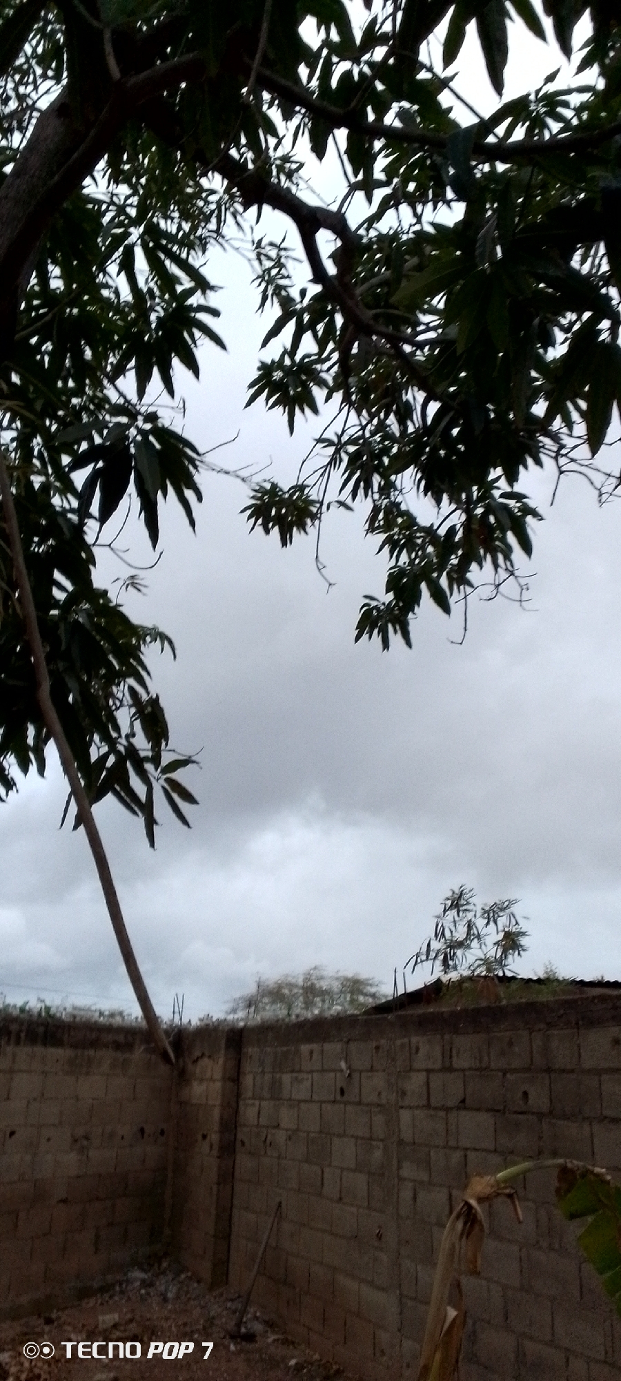 An overcast sky dominates the upper portion of the image, with dark clouds suggesting potential rain. In the foreground, the branches of a leafy tree extend from the left side of the frame, casting shadows. Below the tree, a low, rough-hewn brick wall runs horizontally across the image. The wall appears to be partially constructed, with some gaps and rough edges. To the right of the wall, a small, sparsely leafed tree stands. In the lower right corner, a banana plant with large, dried leaves is visible. The ground inside the wall appears to be unpaved and covered in debris. A stick or tool leans against the wall in the mid-ground. A watermark in the bottom left corner reads "TECNO POP 7." The scene conveys a sense of an undeveloped or semi-rural outdoor space.