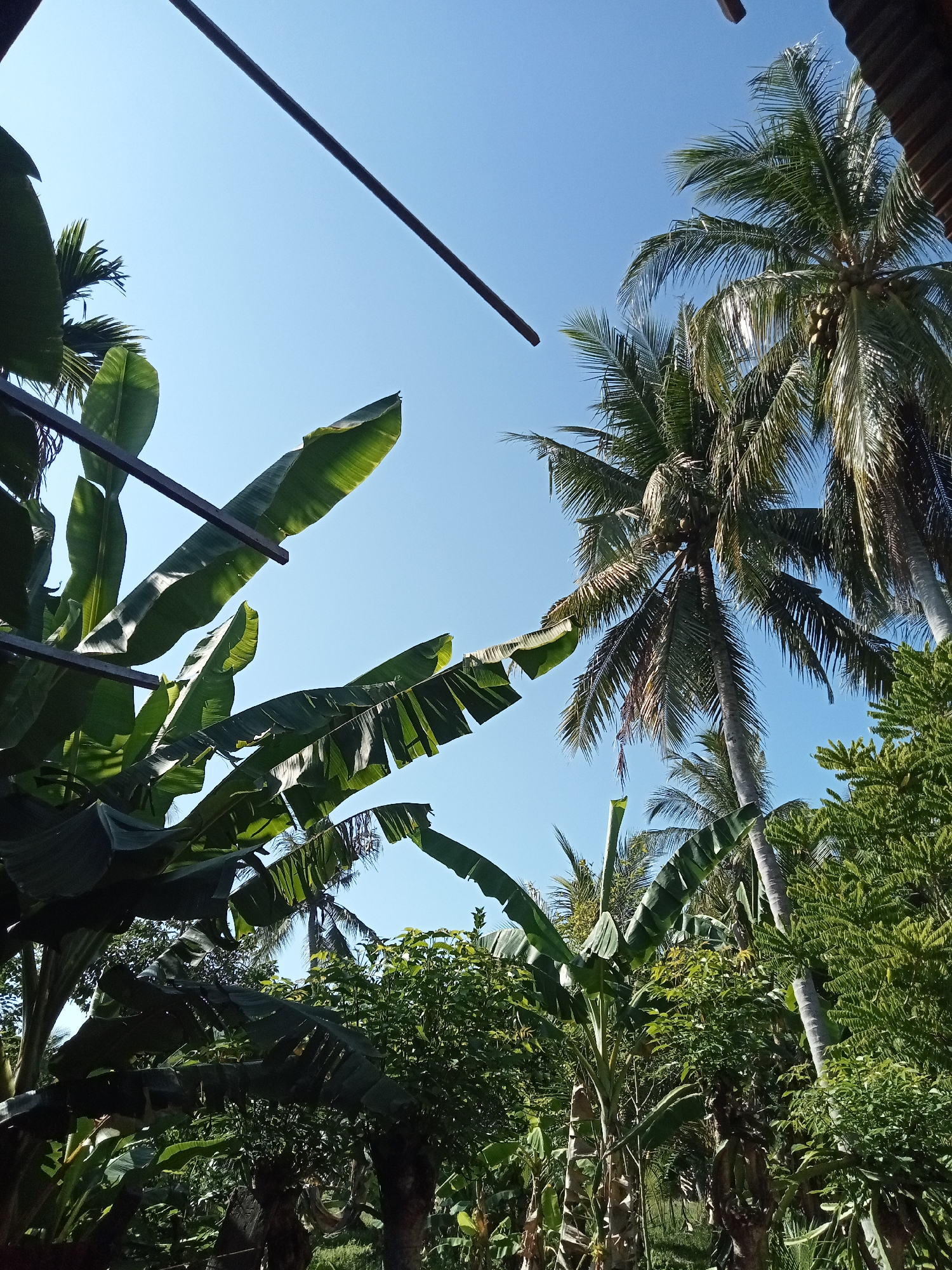 This image captures an outdoor scene in the city of Matangsijuek Timur, Indonesia, under a clear blue sky. The foreground is dominated by lush green vegetation, primarily large banana leaves and fronds, some of which are illuminated by sunlight, casting shadows on others. Several dark, horizontal metal bars are positioned above the banana leaves. In the midground and background, tall coconut trees with visible coconuts rise towards the sky, their fronds rustling. Interspersed with the coconut trees are other dense green trees and foliage. There are no people or animals visible in the image. The overall impression is one of a tropical, verdant environment.