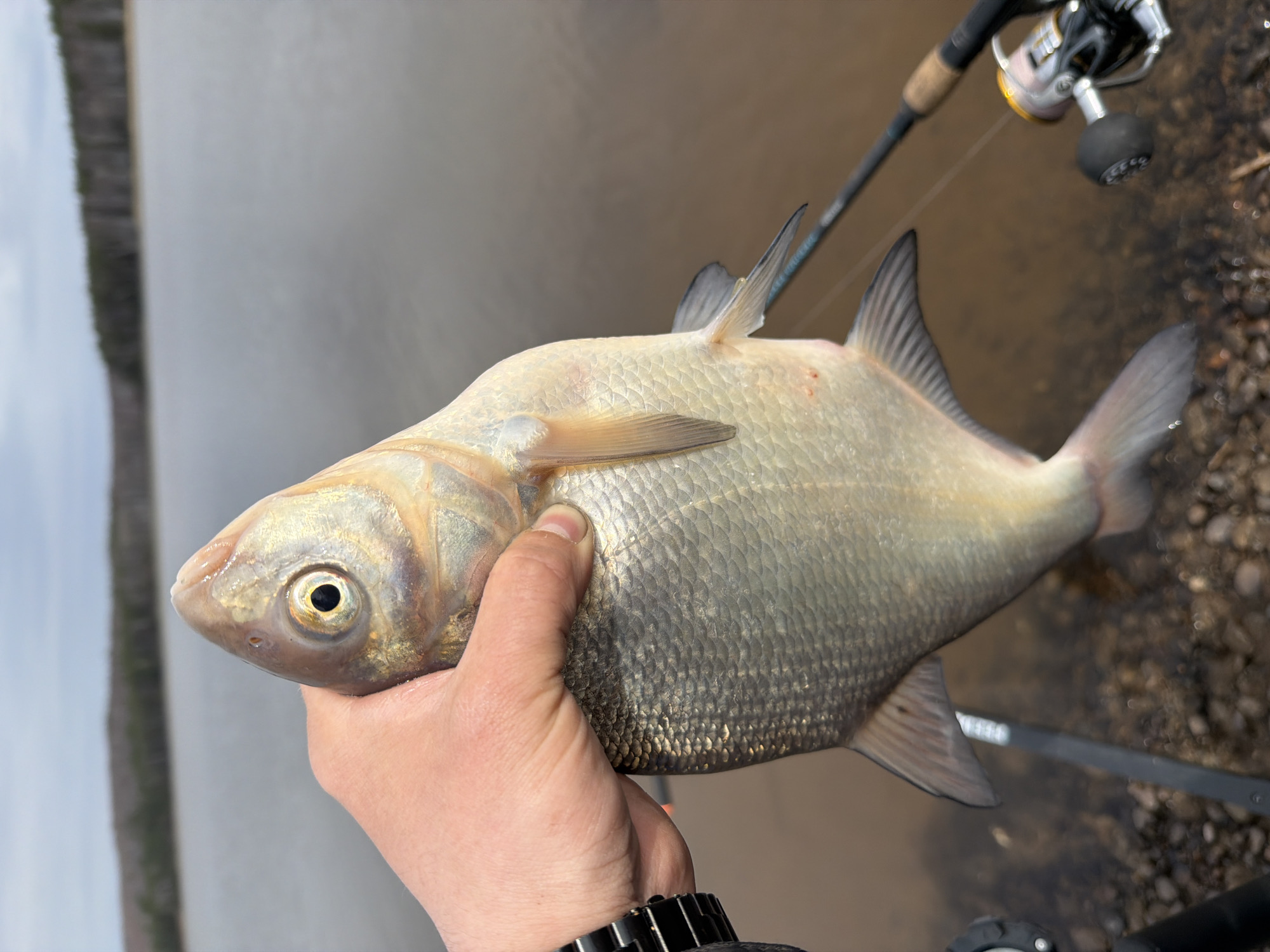 A hand holds a silver-scaled fish, with a fishing rod in the background. The environment suggests a riverside location with water, shoreline rocks, and vegetation. The location is potentially near Chaikovsky, Russia, given the prompt's context.
