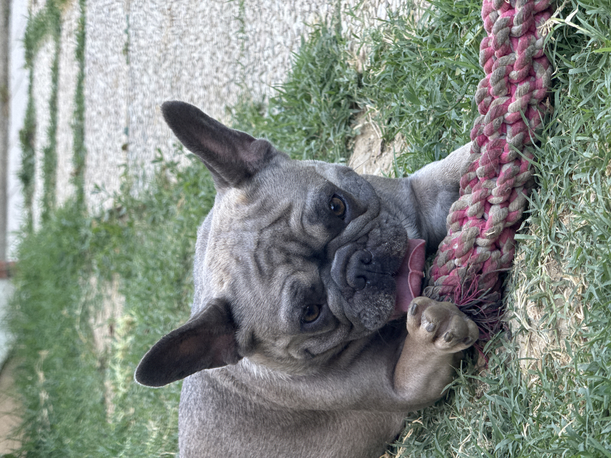 A French Bulldog is lying on green grass, engaged in playing with a thick, braided rope toy that has pink and grey coloring. The dog's head is turned towards the camera, with its tongue slightly out and its left paw resting on the rope. The dog has a grey coat with darker markings around its face. In the background, there is a textured grey surface that appears to be a pathway or patio, with some greenery visible. The lighting suggests it is daytime, with natural sunlight illuminating the scene. The overall impression is one of a playful dog enjoying an outdoor moment. The location is identified as San Benedetto del Tronto, Italy. There is no visible text in the image.
