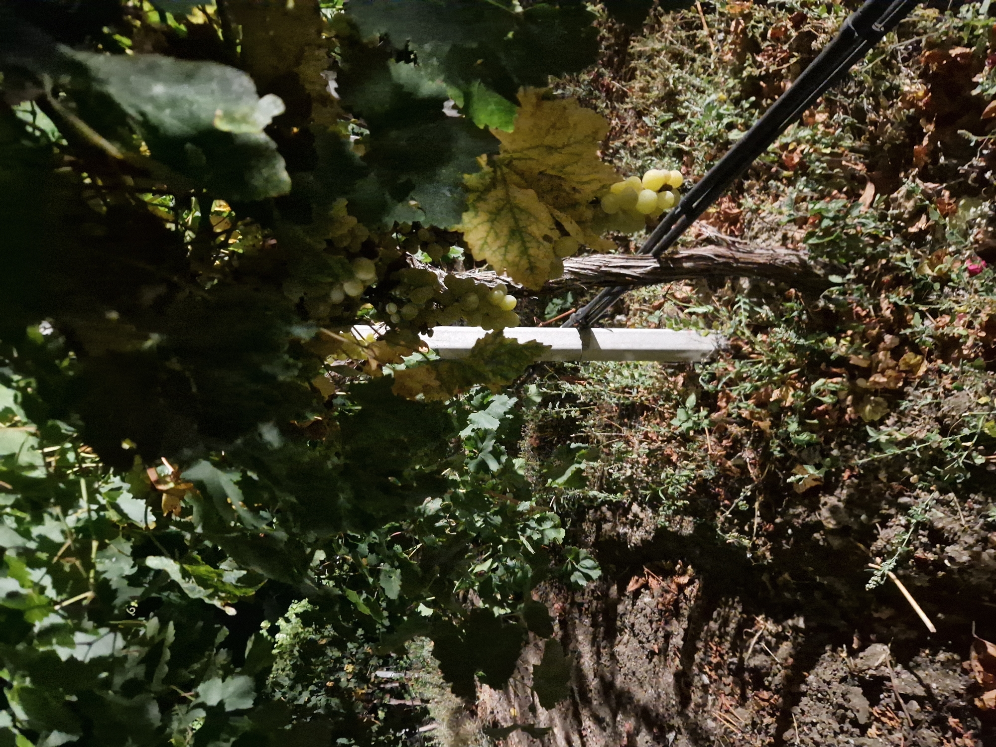 In Tankovo, Bulgaria, at night, a vineyard is illuminated by artificial light. Green grape clusters hang from vines amidst dark green leaves, some of which are yellowing. A white post supports the vines, alongside a wooden stake and black wires. The ground is covered in soil, fallen leaves, and small green plants. Shadows stretch across the scene.