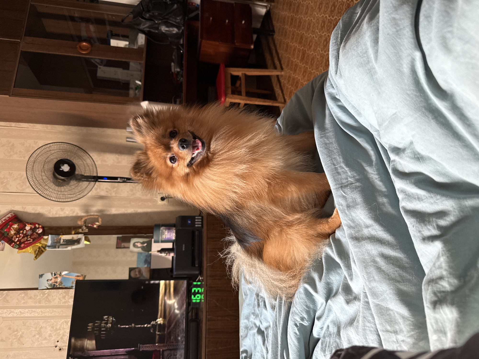The image depicts a Pomeranian dog sitting on a light blue comforter in an indoor setting. The dog is predominantly orange-brown with some darker brown markings on its back. It has its mouth open, appearing to smile. In the background, there is a wooden dresser, a red stool, a fan, and a mirror reflecting various items, including photographs and a Christmas stocking. A portion of a television screen displaying a black and gold image is visible on the left side of the frame. A digital clock on a wooden surface shows the time "16:31." The overall environment suggests a home interior, possibly a bedroom. There is no discernible indication of the specific location within the city of Khimki, Russia.