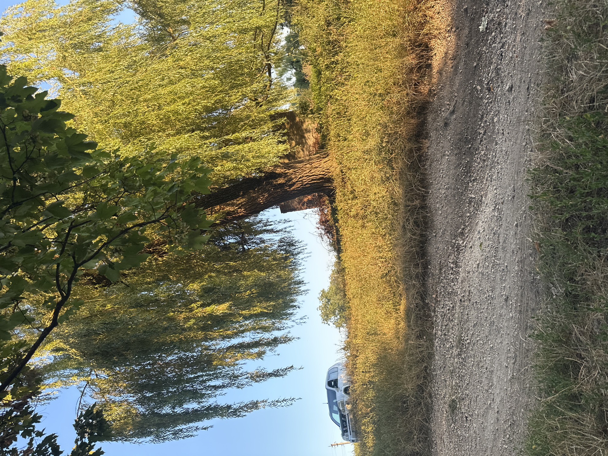 In Makiv, Ukraine, a silver SUV is parked on a grassy incline near a dirt road. The vehicle is facing left. A large weeping willow tree with green leaves overhangs the scene, its branches reaching towards the sky. The sun casts a warm, golden light on the dry grass, highlighting the textures of the landscape. The sky is a clear blue.