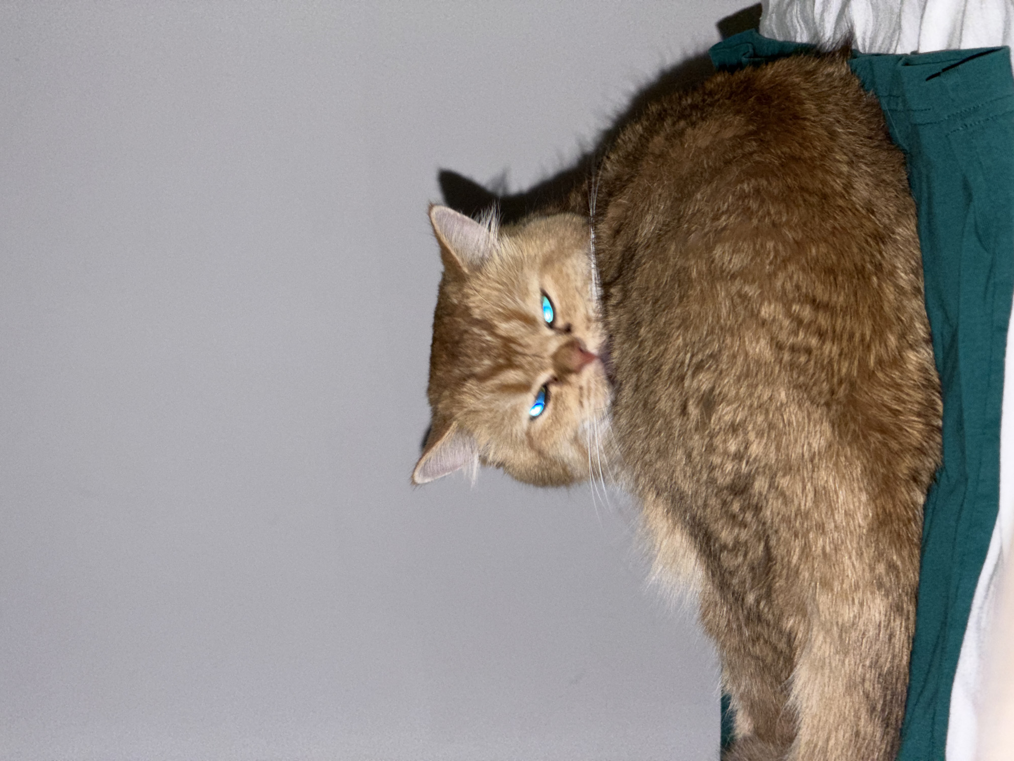 A cat with striking blue eyes is the primary subject of the image. The cat is a golden-brown color with fluffy fur and is lying down. Its eyes are the most prominent feature, glowing with an intense blue hue. The cat is positioned on a surface that appears to be bedding, with hints of green and white fabric visible. The background is a plain, light grey wall, suggesting an indoor setting. The lighting creates a shadow of the cat's head on the wall behind it. There is no visible information within the image to suggest a location in Đà Nẵng, Vietnam.