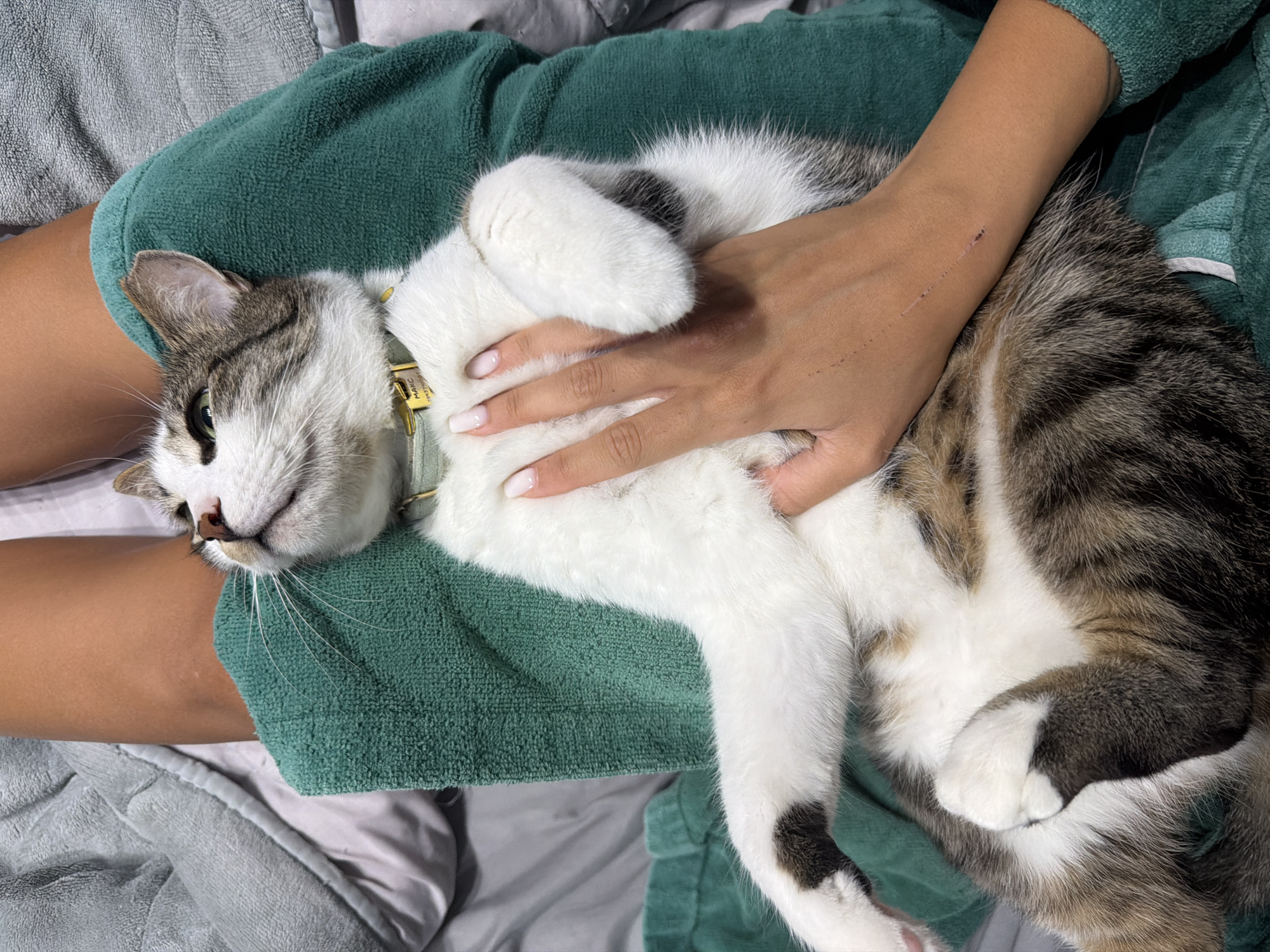 The image shows a tabby cat lying on its back in the lap of a person. The cat is wearing a light green collar with a gold tag. The person's hand, with neatly manicured light pink nails, is gently stroking the cat's belly. The person's arm has a visible scratch mark. The cat appears relaxed and is looking upwards. The environment seems to be indoors, possibly on a bed, with a grey blanket and a green towel or blanket visible. The provided metadata does not contain any information about the location being in Burgas, Bulgaria.