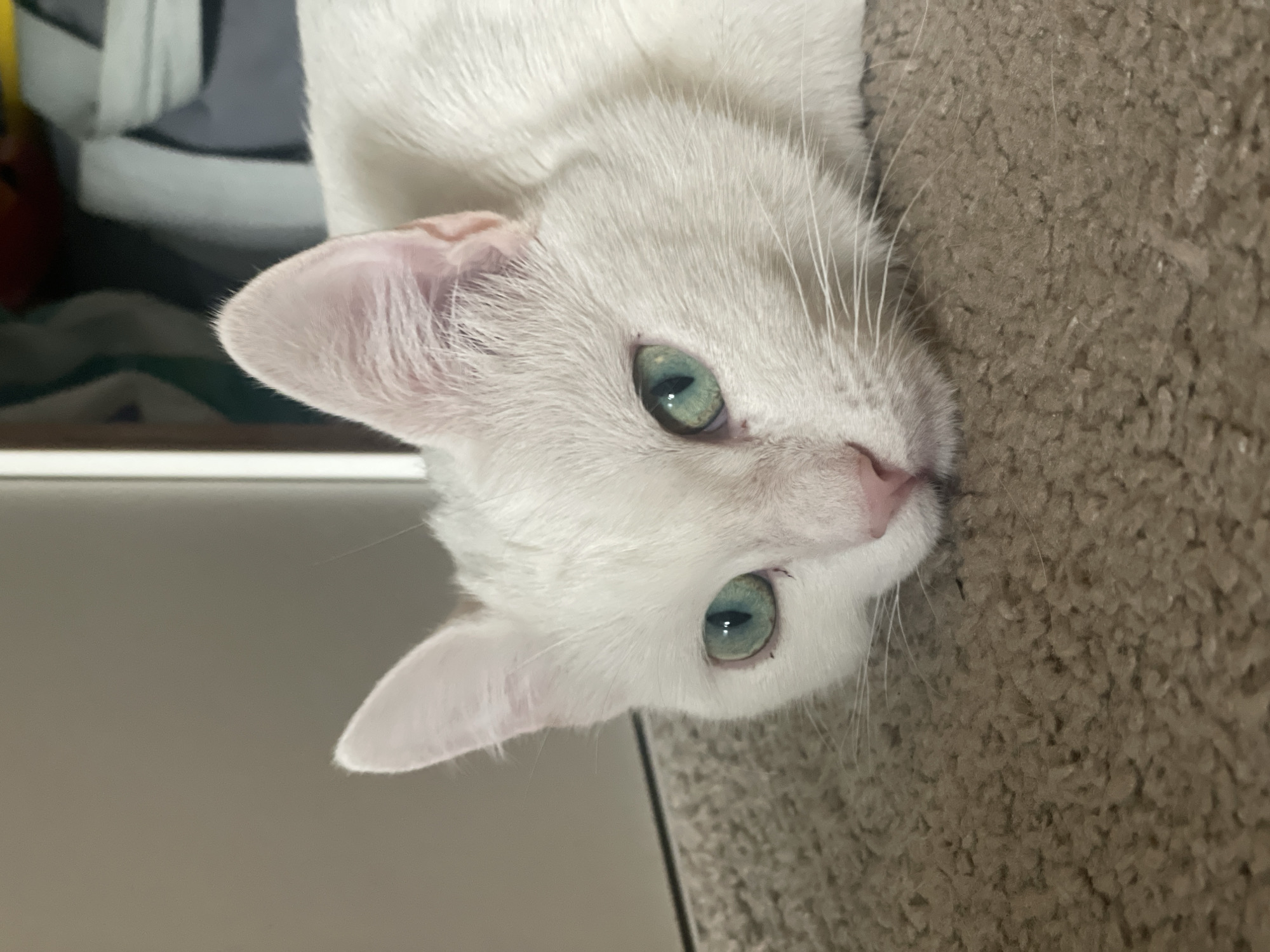 A close-up, eye-level shot features a white cat with striking teal eyes lying on a brown, textured carpet. The cat's head is tilted slightly to its right, with its left ear clearly visible, pointed upwards. The background is softly blurred, showing a light-colored wall on the left and what appears to be folded clothing or fabric in muted colors on the right. No specific location in Sofia, Bulgaria, can be determined from the image.