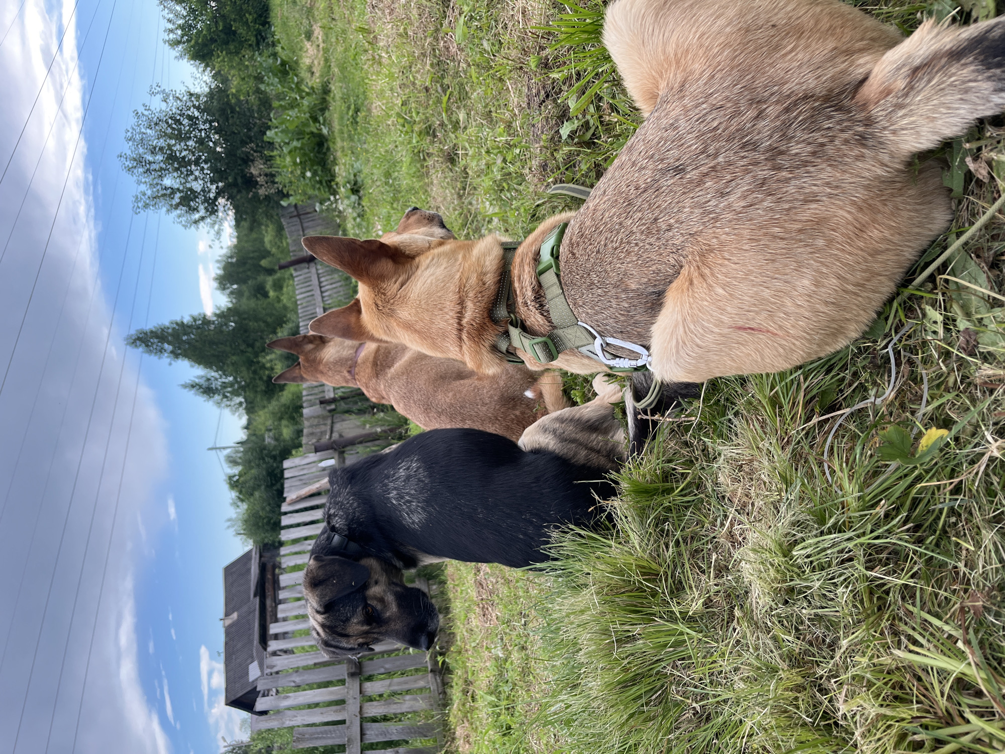 Three dogs are sitting on a grassy area. The dog in the foreground, facing away from the camera, is light brown with a bushy tail and is wearing a green harness. To its left, another dog, mostly black with some brown markings, is turned to its left, looking down. Behind these two, a third dog, light brown in color, is also facing away from the camera. The background shows a rustic wooden fence, a simple wooden building, trees, and a cloudy sky. The overall setting appears to be a rural or suburban area.