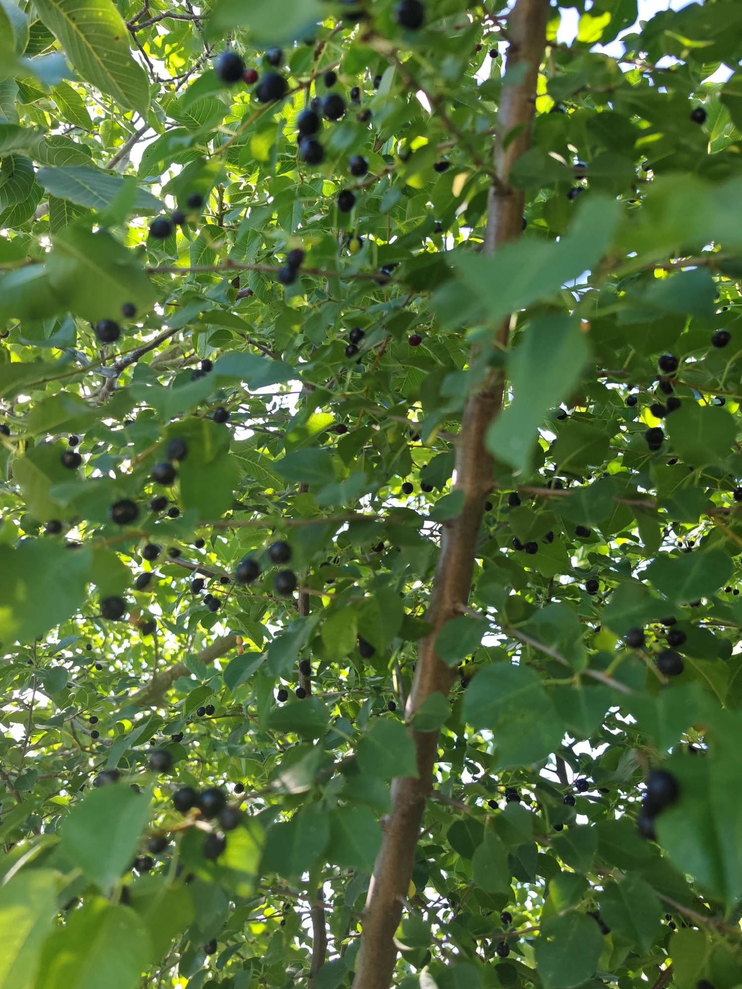 The image is a close-up, low-angle shot of a tree with numerous dark berries and green leaves. The tree trunk is visible in the center, and branches extend outwards, heavily laden with foliage and fruit. The berries are small and round, clustered on the branches. The leaves are vibrant green and appear healthy, with sunlight filtering through them, creating a dappled effect. The background shows glimpses of a bright sky, indicating an outdoor setting. The image appears to have been taken in the city of Supsekh, Russia. There are no people or visible actions taking place.