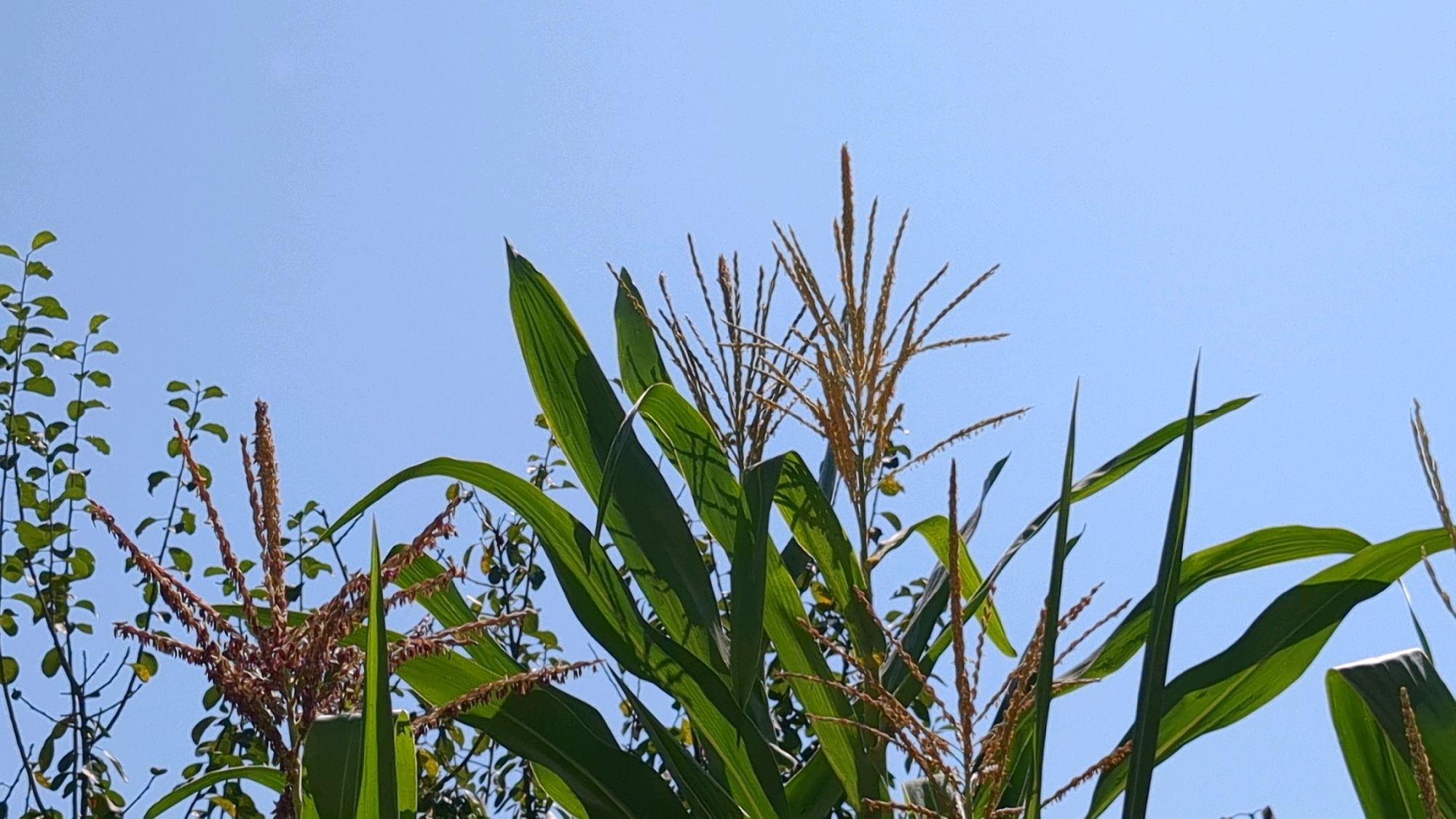 The image shows the top of corn stalks against a clear blue sky. The corn stalks have large green leaves and tassels that are in the process of pollination. There are also some smaller leafy branches visible on the left side of the frame. The lighting suggests it is daytime, likely a sunny day. The scene appears to be in an outdoor agricultural setting, possibly a cornfield. Without further information or context, the specific location within Bichewari, India, cannot be determined from the image alone. There are no people or animals visible in the image.