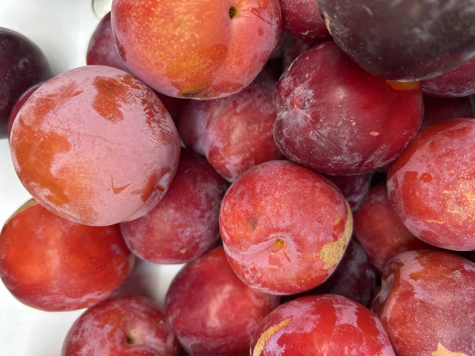 A close-up, overhead shot displays a pile of ripe plums. The plums are predominantly red and deep purple, with some exhibiting a dusty bloom on their skin. They are packed tightly together, obscuring most of the background, which appears to be white. No people or specific location are visible in the image.