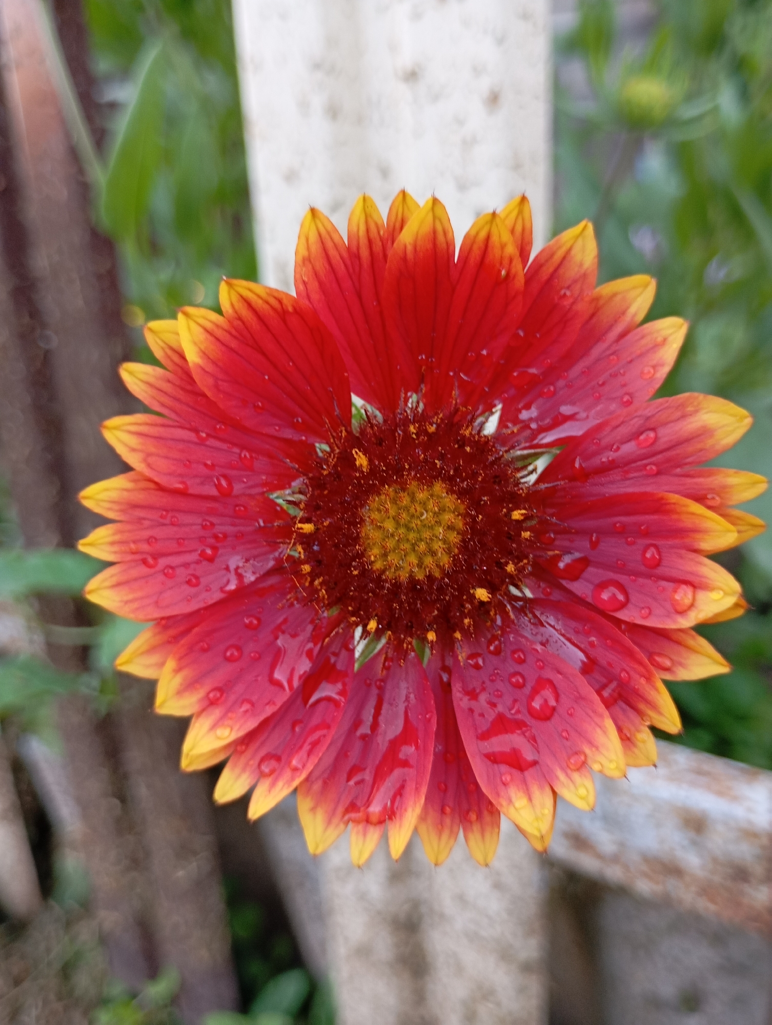 A close-up, top-down view captures a vibrant red and yellow flower, likely a Gaillardia, glistening with numerous water droplets. The flower's center is a dense cluster of dark red and yellow florets, from which radiate numerous ray florets. These ray florets transition from a deep red at their base to a bright yellow at their tips. The background is softly blurred, showing hints of greenery and what appears to be a light-colored, possibly wooden or concrete, vertical structure. To the right and lower portion of the image, a textured, light-colored surface is visible, possibly a weathered fence or wall. The overall scene suggests an outdoor setting, possibly a garden or park, in the city of Fokino, Russia, after a rain.