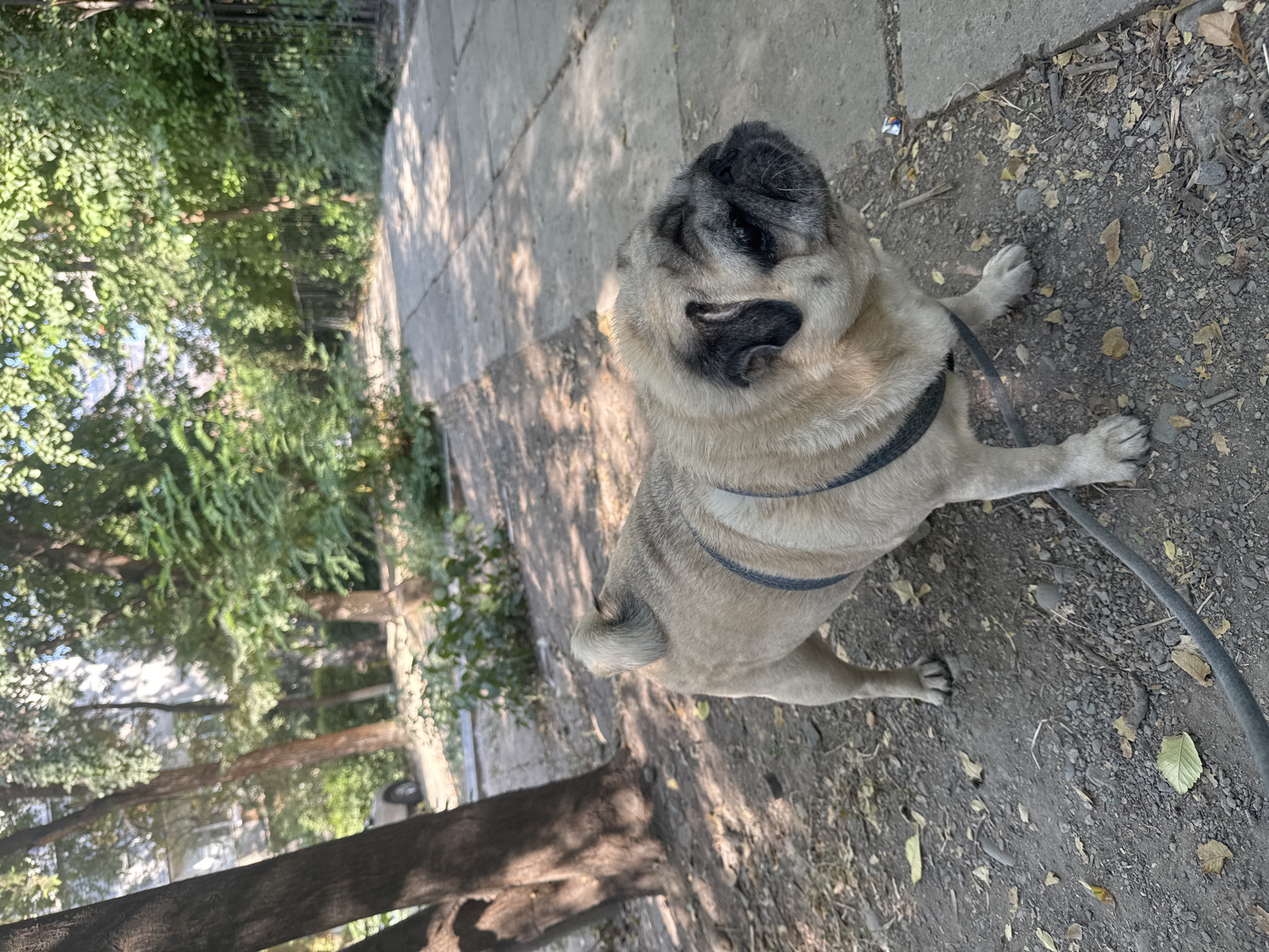 A fawn-colored pug, wearing a dark blue harness, stands on a gravel path next to a paved sidewalk. The pug is facing to the right, with its head tilted slightly upwards. Its tail is curled over its back. In the background, there are trees with green foliage, some of which cast shadows on the path and sidewalk. To the left, a large tree trunk is visible, and beyond that, a building with windows can be seen. To the right, a black metal fence lines the sidewalk. The overall environment suggests an outdoor urban setting, likely a park or residential area in Bishkek, Kyrgyzstan. The lighting indicates it is daytime.