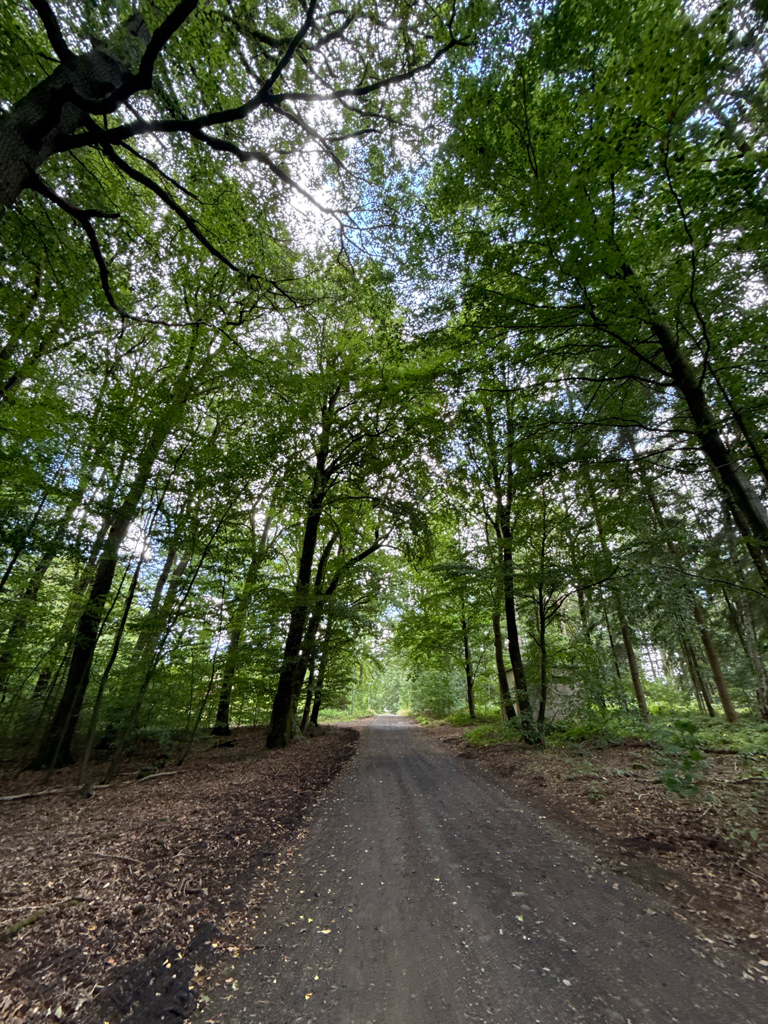 This is a low-angle, full-shot photograph of a dirt road winding through a dense forest. The road is composed of dark soil and gravel, with some scattered leaves and small stones. The forest floor on either side of the road is covered in a thick layer of fallen leaves and twigs, with patches of dry grass and undergrowth. Tall, mature deciduous trees with lush green canopies dominate the scene, their branches reaching upwards to form a dense ceiling that filters the sunlight. The sunlight streams through the leaves, creating dappled light patterns on the road and forest floor. The sky is visible in small patches between the leaves, appearing bright and slightly overcast. The overall impression is that of a serene, natural forest path in Bad Sachsa, Germany, likely during the summer or early autumn based on the green foliage. There are no people or animals visible in the frame. The image appears to have been taken with a mobile phone, given the slight fisheye distortion in the corners.