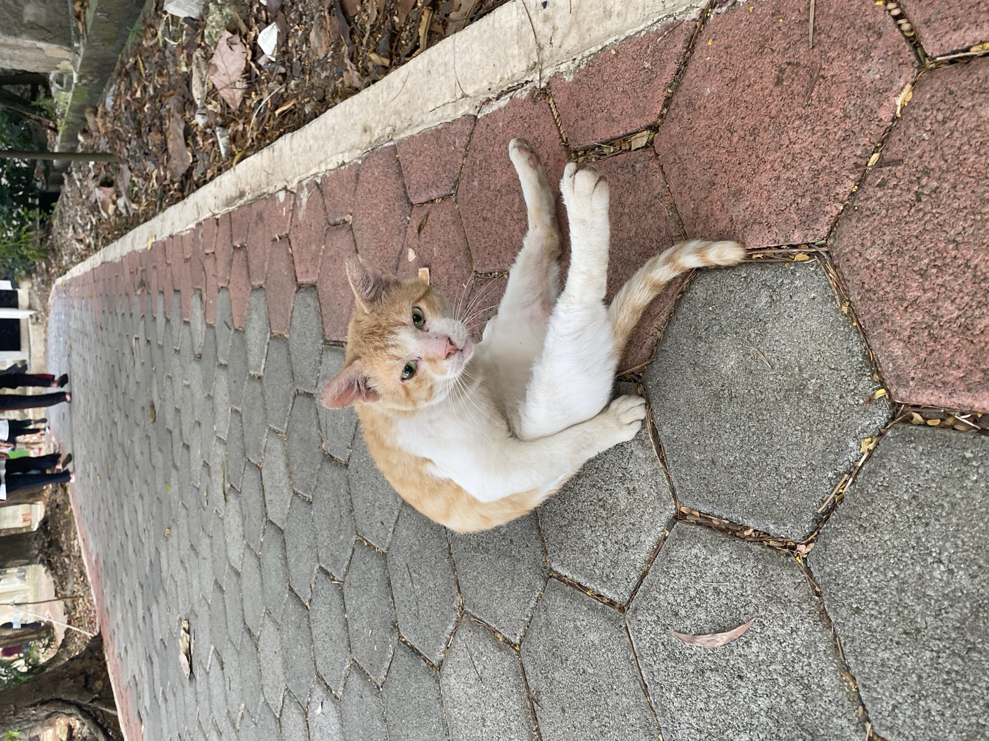 An orange and white cat is sitting on a paved pathway with hexagonal bricks, half gray and half red, in East Jakarta, Indonesia. The cat is in a relaxed pose, with its legs splayed out and one hind leg bent. It is looking directly at the camera with green eyes. The pathway is lined with dry leaves and debris on the right side. In the background, several people are walking away from the camera on the pathway. Trees and foliage are visible on the left side of the path.