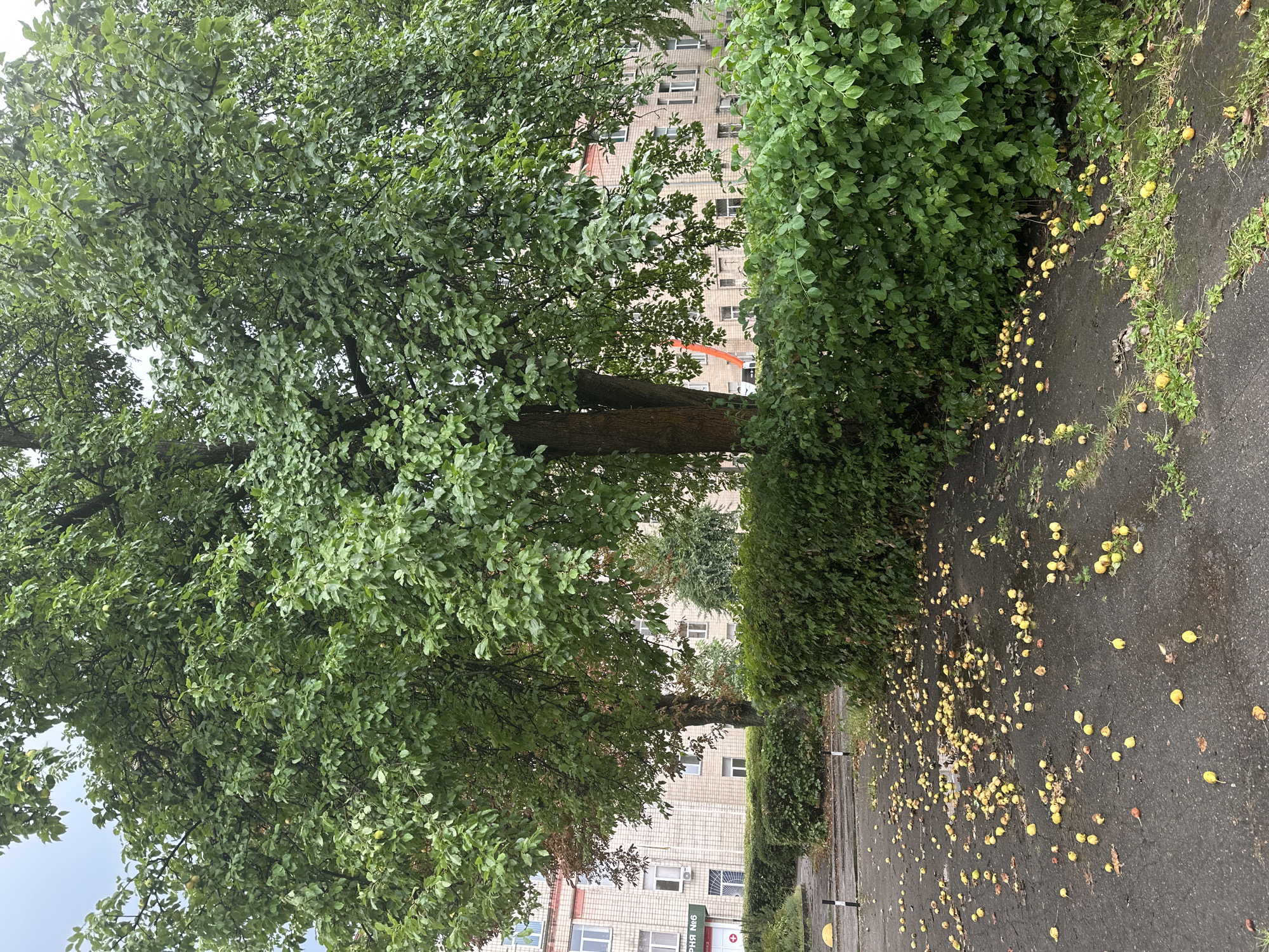 The image shows a street scene in Kyiv, Ukraine, likely during or after rain. A large tree with green foliage dominates the foreground and midground, its branches heavy with leaves. The ground beneath the tree is an asphalt surface littered with numerous fallen yellow fruits, possibly apples or crabapples. The fruits are scattered across the wet pavement, with some forming small puddles of water. A well-maintained green hedge runs along the right side of the frame, separating the paved area from more greenery. In the background, a multi-story brick building with numerous windows is visible. The sky is overcast, suggesting a cloudy or rainy day. There are no people or vehicles visible in the image.