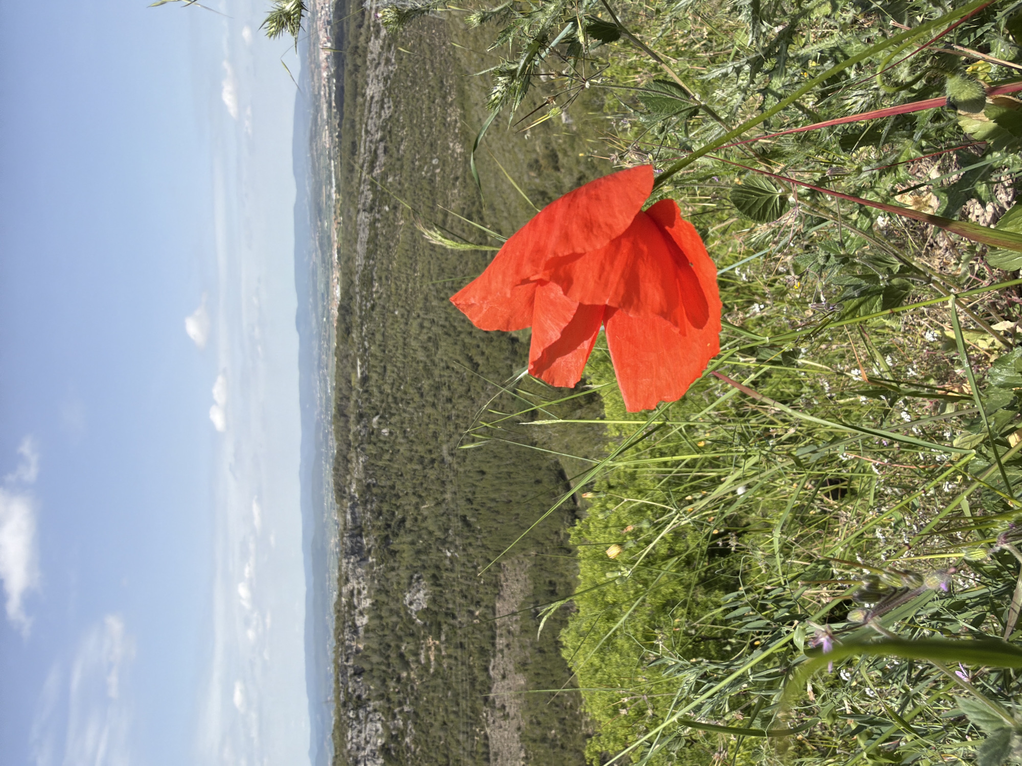The image presents a vibrant natural landscape, captured from an elevated perspective, with a striking red poppy in the foreground. The photograph appears to have been taken on a clear, sunny day, likely mid-day, showcasing the expansive natural beauty of Olèrdola, Spain.
In the immediate foreground, to the right of the frame, a large, brilliant red poppy (Papaver rhoeas) stands out against a backdrop of diverse green foliage. Its delicate, papery petals are ruffled and catch the bright sunlight, displaying varying shades of red. Surrounding the poppy is a dense growth of wild grasses, weeds, and other small plants, some with visible thorns or slender stalks, all in various shades of green, suggesting a healthy, uncultivated environment.
Beyond the foreground vegetation, the landscape stretches out into a vast, undulating terrain. This middle ground is characterized by extensive green hills and valleys, covered in dense scrubland or low-lying forests, hinting at a rugged natural environment. The texture of the land suggests rocky outcrops interspersed with vegetation. In the far distance, a faint line of human habitation, possibly the town of Olèrdola, can be discerned along the horizon.
The sky above is a clear, bright blue, punctuated by scattered, fluffy white cumulus clouds, indicating fair weather. The overall scene evokes a sense of tranquility and the beauty of nature. No specific activity or event is taking place, other than the static display of the landscape and the flower. There is no visible text in the image.