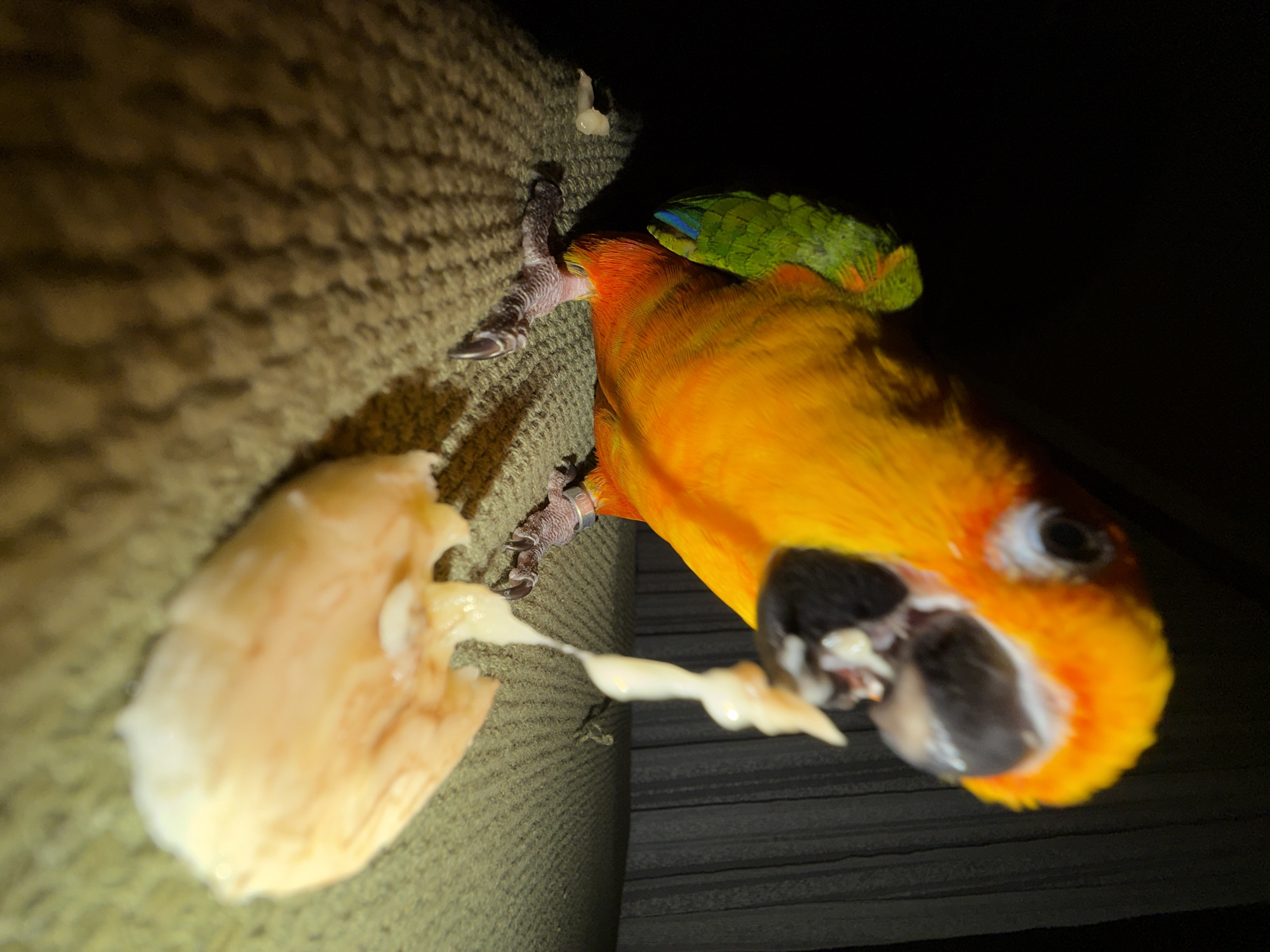 A vibrant orange and yellow parrot, featuring green and blue feathers on its wings, is depicted in close-up, actively consuming a light-colored, soft food item. The bird's beak is open, with a viscous, yellowish-white substance extending from its mouth to the partially consumed food resting on a textured, olive-green woven surface. A small, discarded piece of the same food lies to the left of the bird's left foot, which bears a metallic band. The scene is brightly illuminated by a direct light source, contrasting with the dark, vertically folded fabric background. The specific location is indoors in the city of Khimki, Russia.