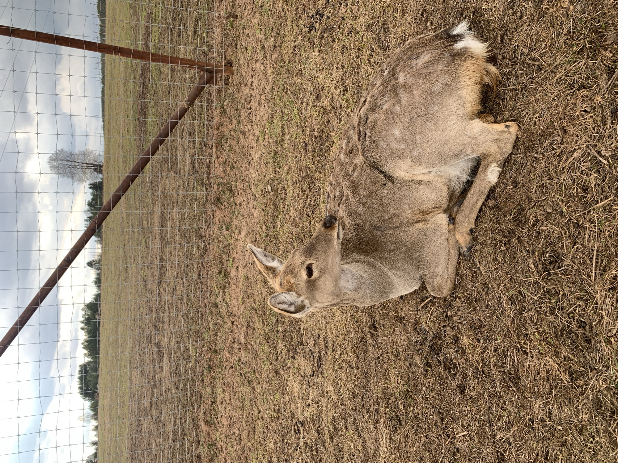 A deer is lying on brown grass next to a wire fence in a rural setting. The deer's fur is light brown with some white spots. It is facing towards the left. The fence is made of wire mesh supported by metal posts. Beyond the fence is a field with a bare tree in the distance under a cloudy sky. The location is unspecified in Stary Chultem, Russia.