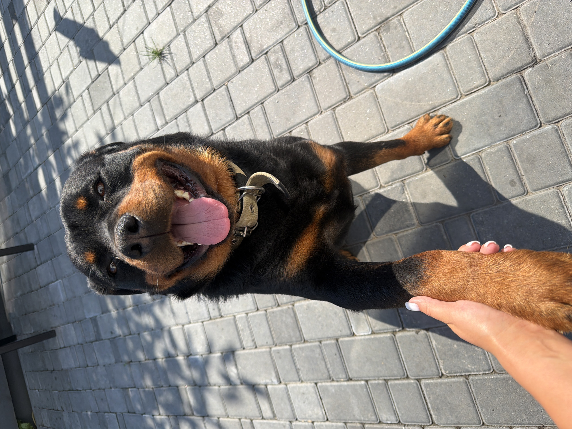 A Rottweiler dog is on a paved patio. The dog's head is turned towards the camera, and its mouth is open with its tongue sticking out. The dog is wearing a tan collar. A person's hand is holding the dog's front paw. The patio is made of gray rectangular pavers. Shadows from a structure are cast across the patio. A blue and yellow hose is visible on the right side of the image. The lighting suggests it is daytime.