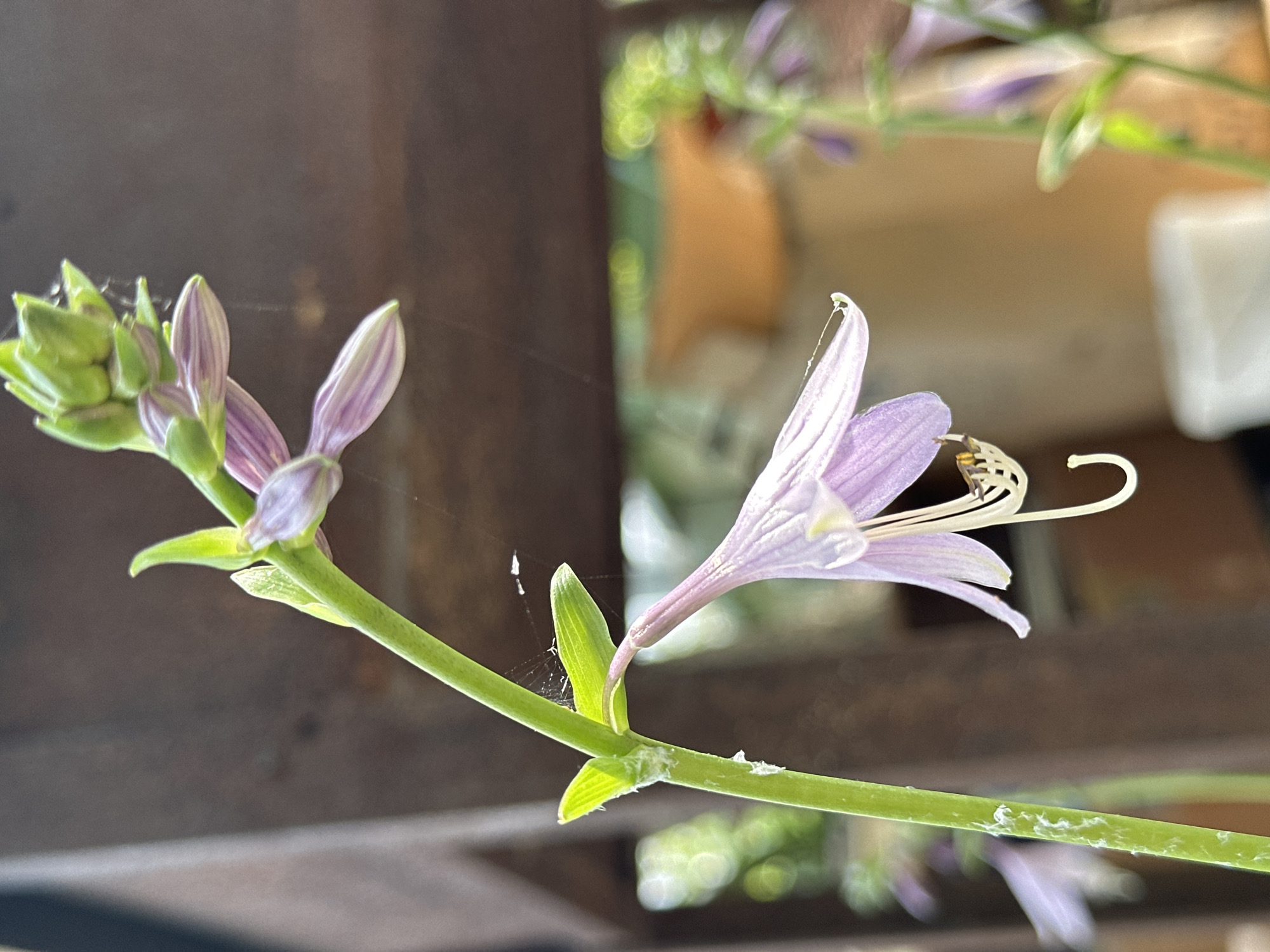 A bee is collecting nectar from a cluster of purple bell-shaped flowers, typical of a Hosta plant. The flowers are on a green stem, with unopened buds above. The background is blurred, showing a wooden surface and hints of greenery and a terracotta pot. The scene appears to be outdoors, likely in a garden or park. There is no discernible evidence to place this image in Yessentuki, Russia.