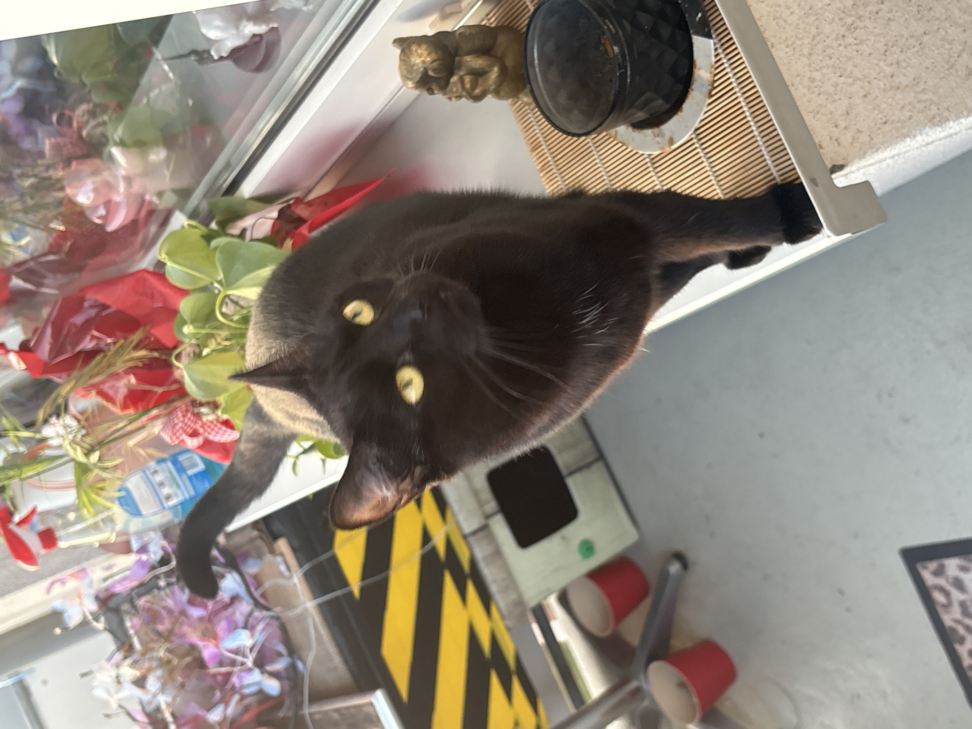 A black cat with bright yellow eyes is the primary subject of the image, positioned on a narrow ledge in front of a window. The cat is looking upwards and to the right, with its body angled towards the viewer. Behind the cat, a collection of items is visible, including plants, decorative red ribbons, and various bottles and containers, suggesting a domestic setting. In the foreground, a small, golden owl figurine and a black bowl are placed on a bamboo mat. The background includes a floor with yellow and black hazard stripes, two red cups, and a light-colored box with a dark opening. The lighting suggests it is daytime, with sunlight illuminating the scene. The image is taken from a high angle, looking down at the cat and its surroundings. This scene is located in Osterode am Harz, Germany.