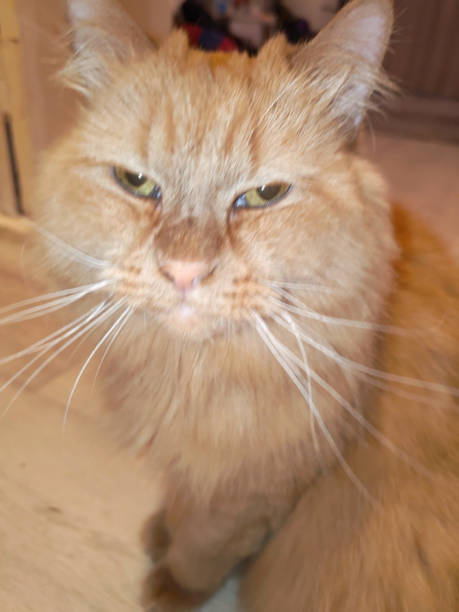 The image shows a close-up, slightly out-of-focus, portrait of an orange tabby cat. The cat has long fur and is looking directly at the camera with its eyes partially closed, giving it a sleepy or unimpressed expression. Its whiskers are prominent. The background is blurred, but appears to be an indoor setting with hints of wooden furniture and possibly some fabric. There is no visible information in the image that would allow for its location in the city of Chaikovsky, Russia, or any other specific location.