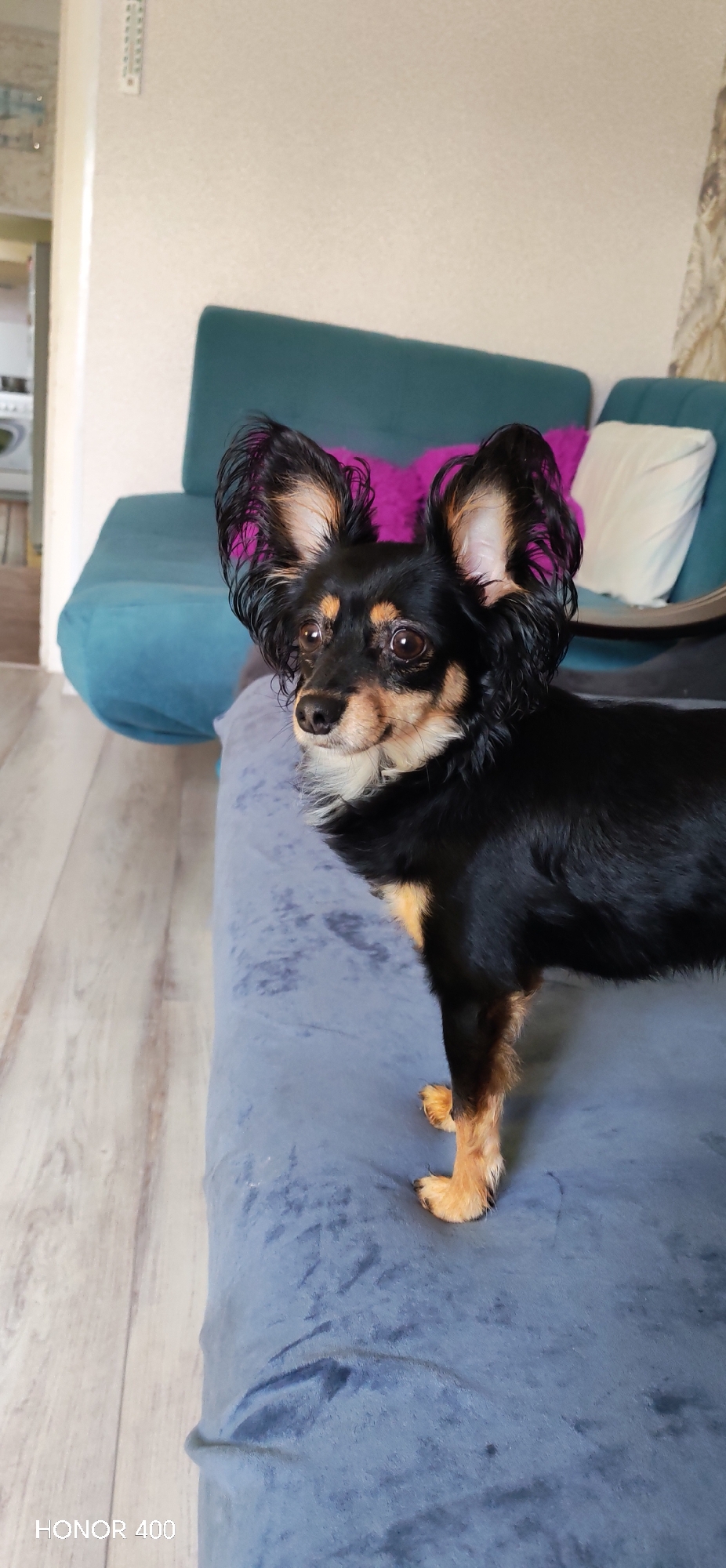 An indoor scene in Noviy, Russia, depicts a black and tan Russian Toy Terrier or similar small dog. The dog stands on a dark blue, textured upholstered surface, possibly a sofa or bed, and looks intently to its left with an alert expression. In the background, a teal-colored sofa is visible, furnished with a magenta and a white pillow. The walls are light-colored, with a white, rectangular device mounted vertically on the left wall, possibly a thermostat or control panel. A light wood or laminate floor is present to the left of the upholstered surface. A partial view through a doorway on the left reveals another room, possibly a utility area, containing what appears to be a washing machine. The image bears a "HONOR 400" watermark in the lower left corner.