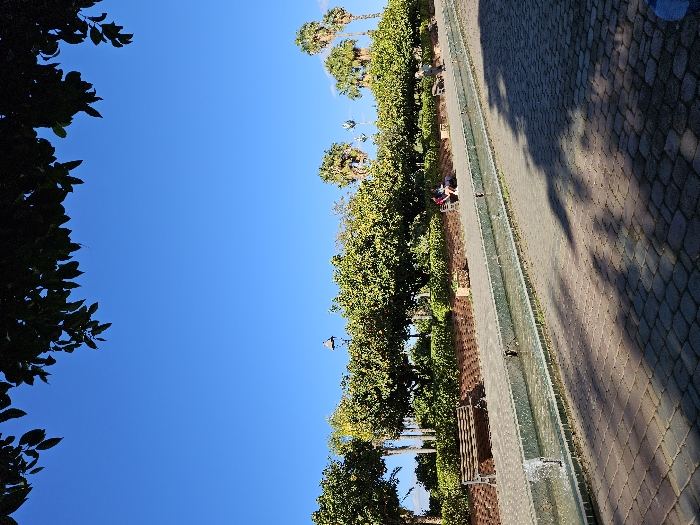 A sunlit parkway stretches horizontally. A brick path runs alongside a narrow water feature, bordered by manicured shrubs and trees. Benches line the path, offering seating. Palm trees are visible in the background. A clear blue sky dominates the upper portion of the image, partially framed by foliage. A couple sitting on a bench.