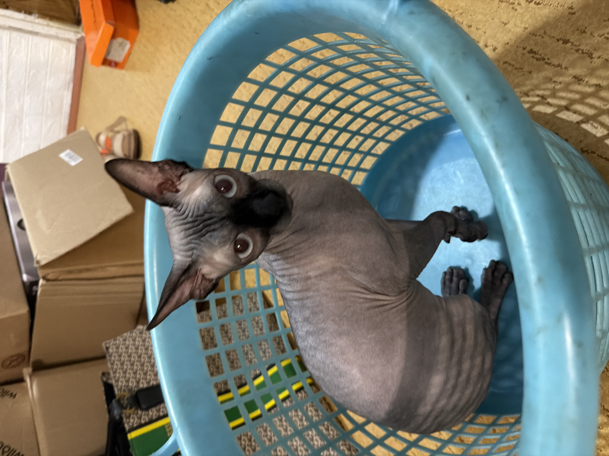 A Sphynx cat with grey wrinkled skin and large ears sits in a blue plastic laundry basket. The cat is looking directly at the camera with wide, light brown eyes. Its paws are visible inside the basket. The background appears to be an indoor environment with cardboard boxes stacked in the upper left corner and an orange shoebox on the right. The floor is a light brown color with a textured surface. The scene is not located in Sochi, Russia.