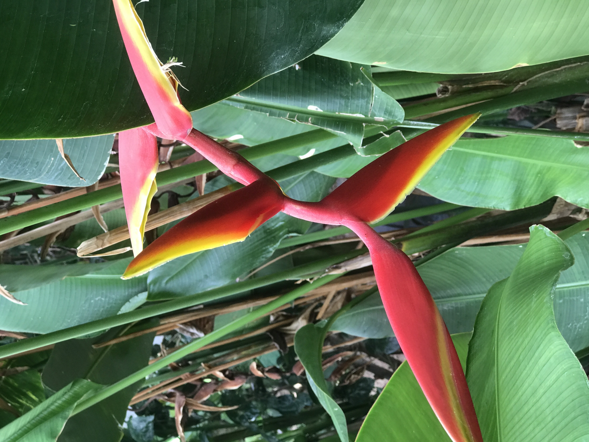 The image shows a cluster of Heliconia flowers amidst lush green foliage, likely in Baan Chaweng Noi, Thailand. The flowers are characterized by their bright red and yellow hues, with a pointed, bract-like structure. The leaves in the background are large and ovate, exhibiting a ribbed texture characteristic of tropical vegetation. The overall scene conveys a tropical, natural setting.