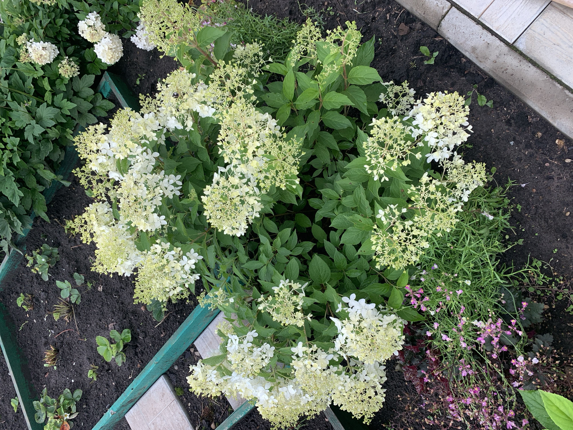 The image shows a garden bed with a variety of plants. A prominent feature is a large Hydrangea paniculata bush with clusters of white and pale green flowers. To the left of the Hydrangea, there are small strawberry plants growing in dark soil within a raised garden bed bordered by green painted wood. In the foreground and to the left, there are smaller plants with delicate pink flowers and dark purple foliage, possibly Heuchera. The ground is covered in dark soil. To the right, a concrete border and light-colored paving stones are visible. The scene appears to be outdoors, likely in a residential garden. No people are present, and no specific location in Dubnik, Russia is indicated within the image itself.
