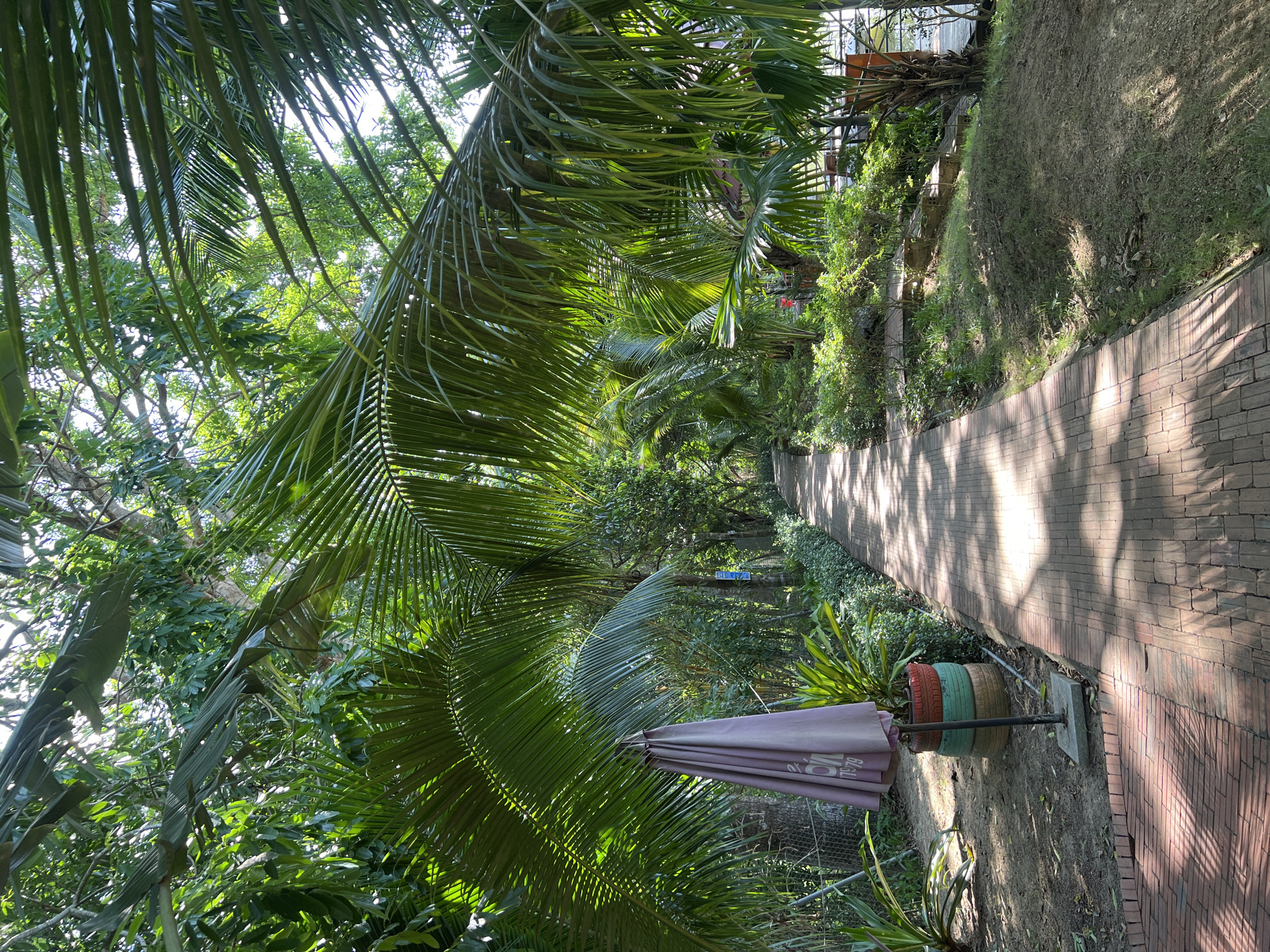 The image depicts a brick pathway winding through a lush, tropical environment. The pathway is bordered by dense green foliage, including large palm fronds that overhang the path, casting dappled shadows. On the left side of the path, near the foreground, stands a closed, light purple umbrella, supported by a stand made of stacked, colorful tires. Beyond the umbrella, a chain-link fence is visible, separating the pathway from more vegetation. The pathway itself is made of reddish-brown bricks laid in a herringbone pattern. In the background, the path continues into a densely vegetated area with trees and smaller plants. Hints of sunlight filter through the leaves, illuminating parts of the path and the surrounding greenery. The scene appears to be an outdoor area, possibly a garden, park, or resort, with a serene and natural ambiance. The location is identified as Suối Tân, Vietnam, suggesting a tropical climate. There are no people visible in the image.