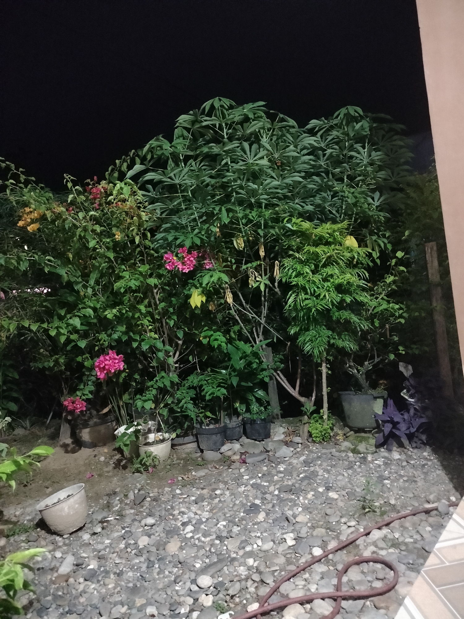 The image depicts a garden at night in Kumbangjaya, Indonesia. The foreground is covered in grey gravel and features several potted plants, including some with pink flowers. A large, light-colored pot is overturned on the gravel. In the midground, a dense arrangement of various plants and trees are visible, with lush green foliage and clusters of pink and yellow flowers. Some of the plants are in dark-colored pots. In the background, the night sky is dark, and part of a building with a light-colored wall is visible on the right side of the image.
