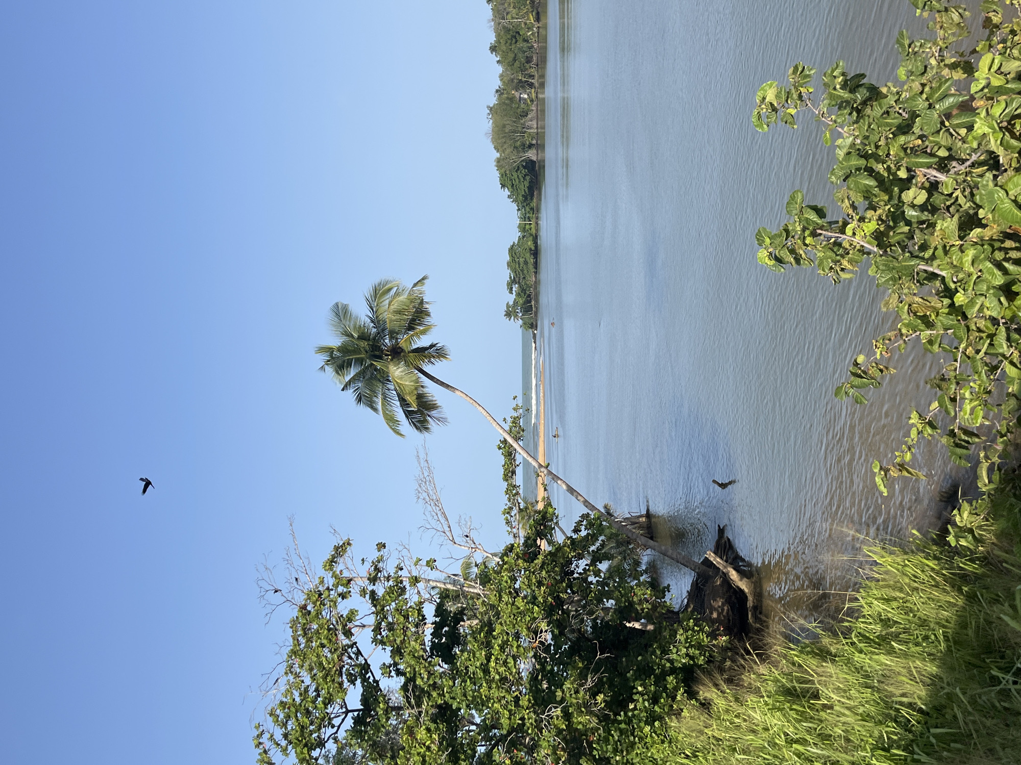 The image depicts a serene natural landscape, likely near Kalutara, Sri Lanka, featuring a tranquil body of water with a distant shoreline dotted with lush vegetation. Dominating the scene is a gracefully curved palm tree leaning over the water, its fronds reaching towards the clear blue sky. A lone bird is captured in flight against the vast expanse of the sky. The foreground is characterized by dense green foliage and tall grasses, adding a sense of depth and immersion. In the distance, the ocean meets the shore, with gentle waves creating a subtle visual texture. The overall impression is one of peaceful seclusion and natural beauty.