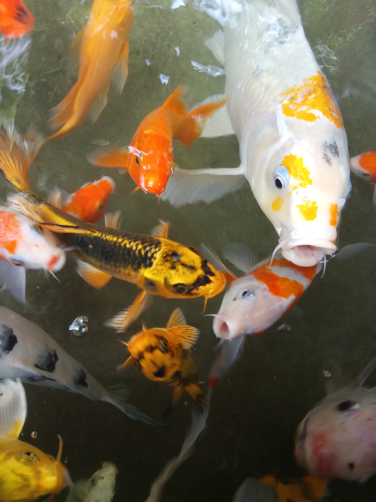The image shows a collection of Koi fish in a pond, likely in Bac Natural Heritage Area Trang, Vietnam. The fish are of various colors, including orange, white with orange markings, yellow with black markings, and white with black markings. Several fish have their mouths open, suggesting they are being fed or are looking for food. The water appears slightly murky with some visible particles or algae.